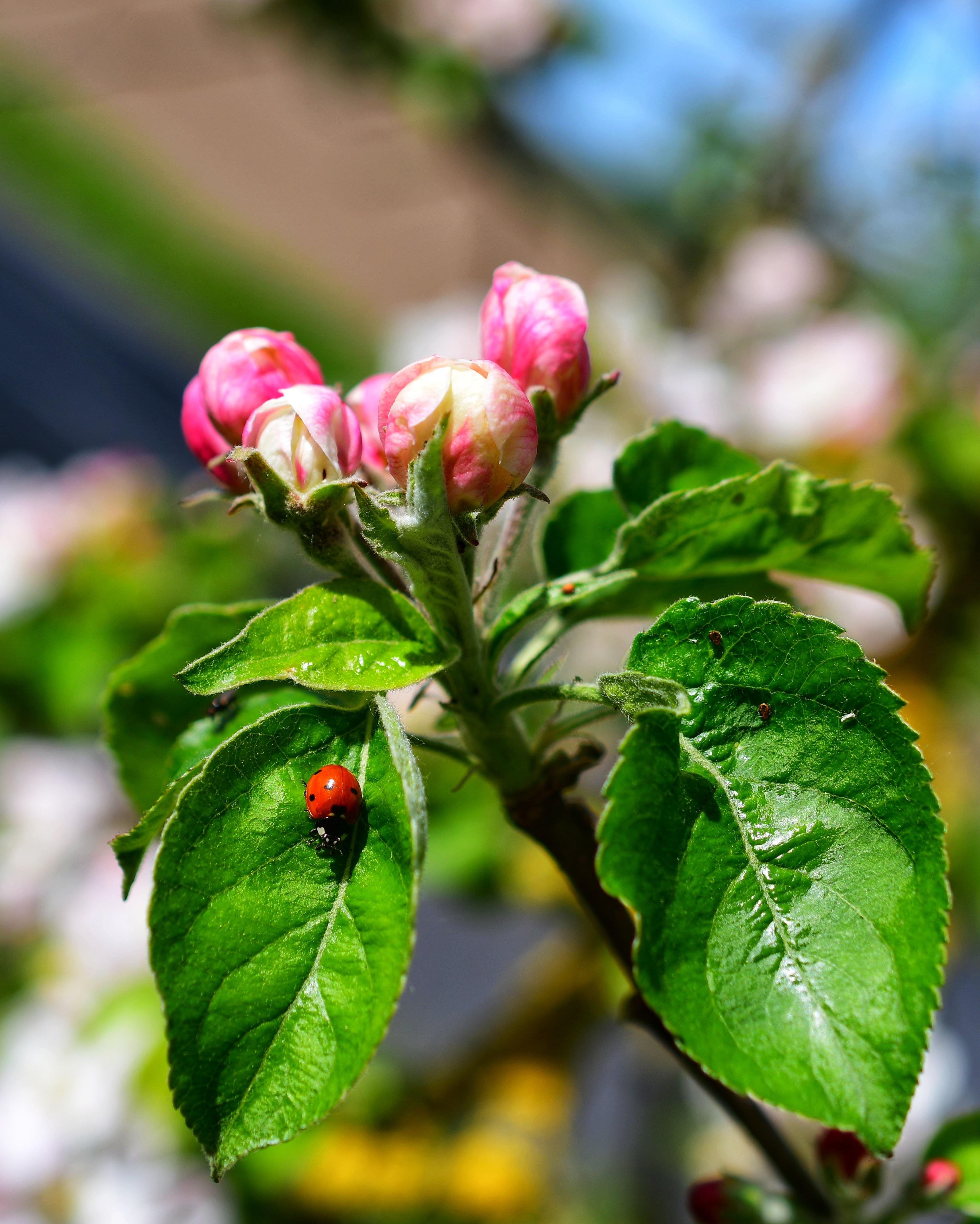 Close-up of pink flower buds on a leafy branch, with a red ladybug on the left leaf and a blurred garden background.