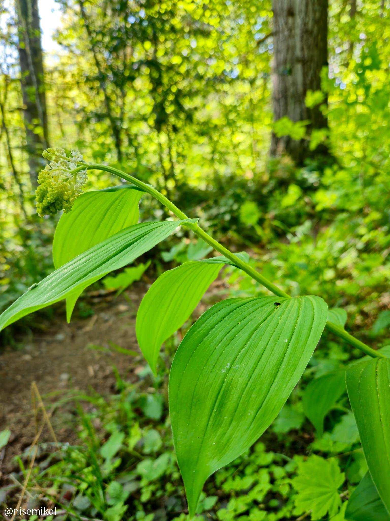Plant with elongated green leaves and a cluster of small, yellow-green flowers, situated in a forest setting. Sunlight filters through the dense canopy, creating a soft bokeh effect in the background, highlighting the lush greenery and tall tree trunk.