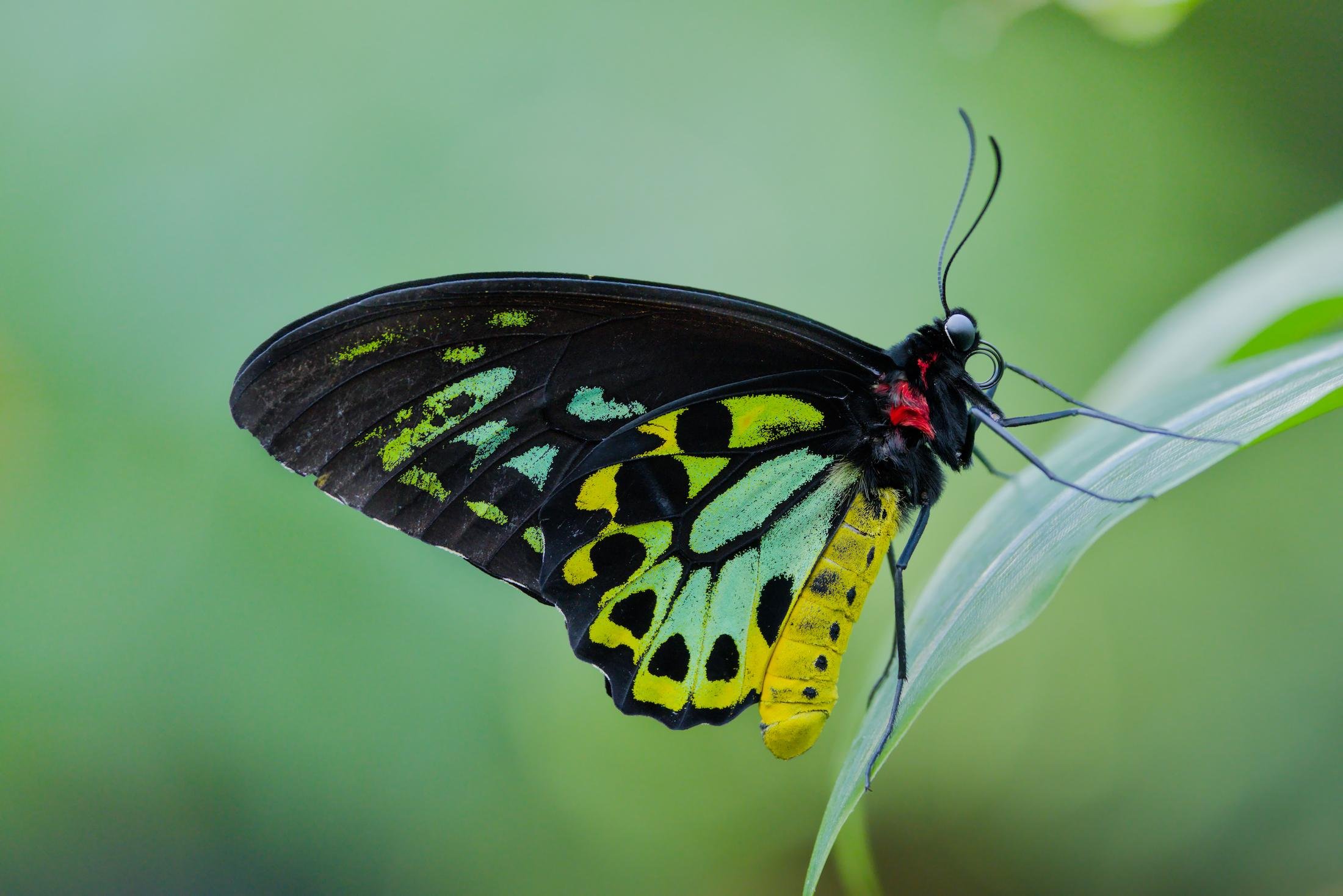 Close-up of a black butterfly with green and yellow patterned wings, perched on the tip of a pale green leaf against a blurred green background.