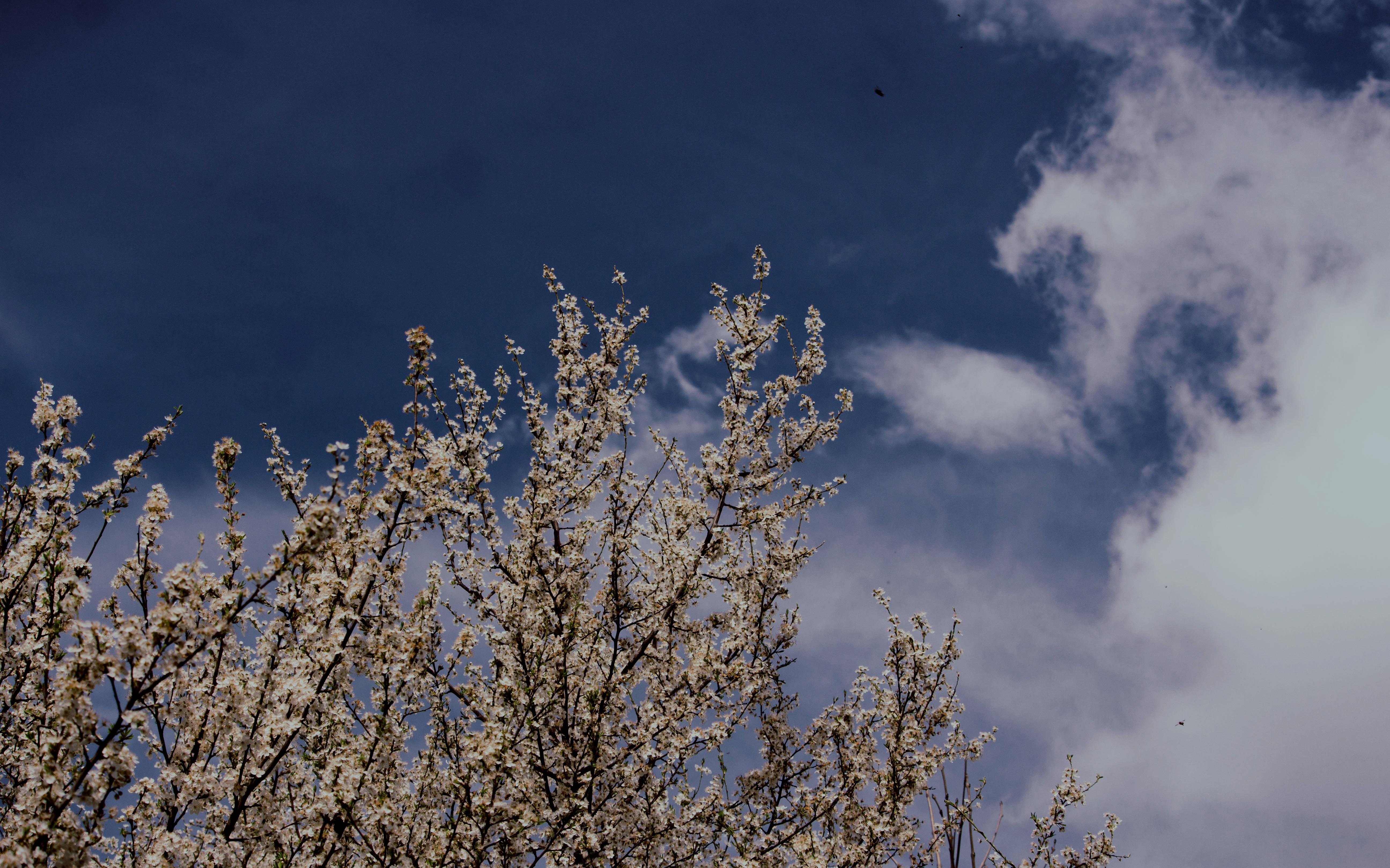 White blossoms on the upper branches of a tree reaching into a deep blue sky with scattered white clouds.