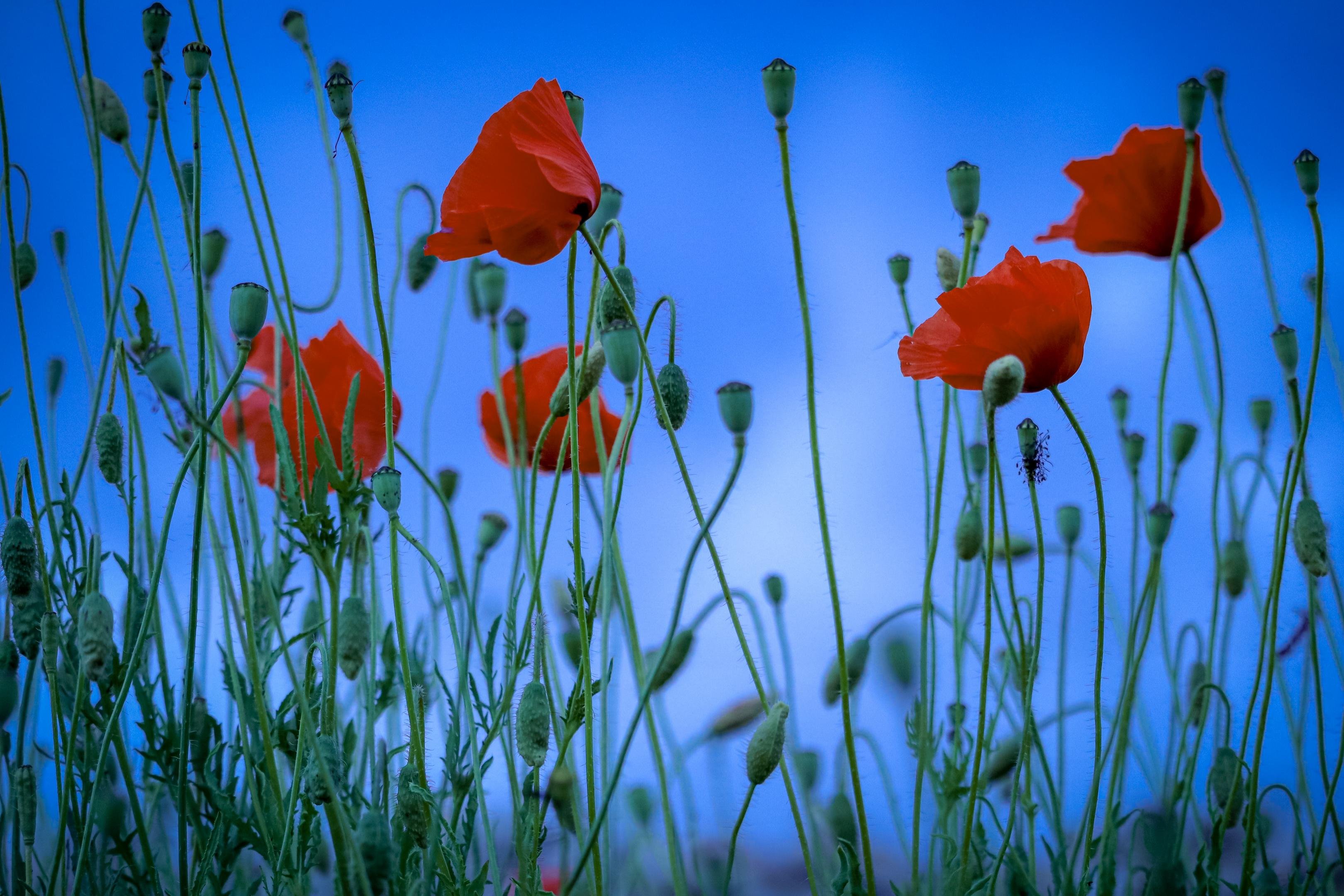 The image shows red poppy flowers with green stems and buds against a clear blue sky. The poppies are in full bloom, creating a vibrant contrast with the sky.