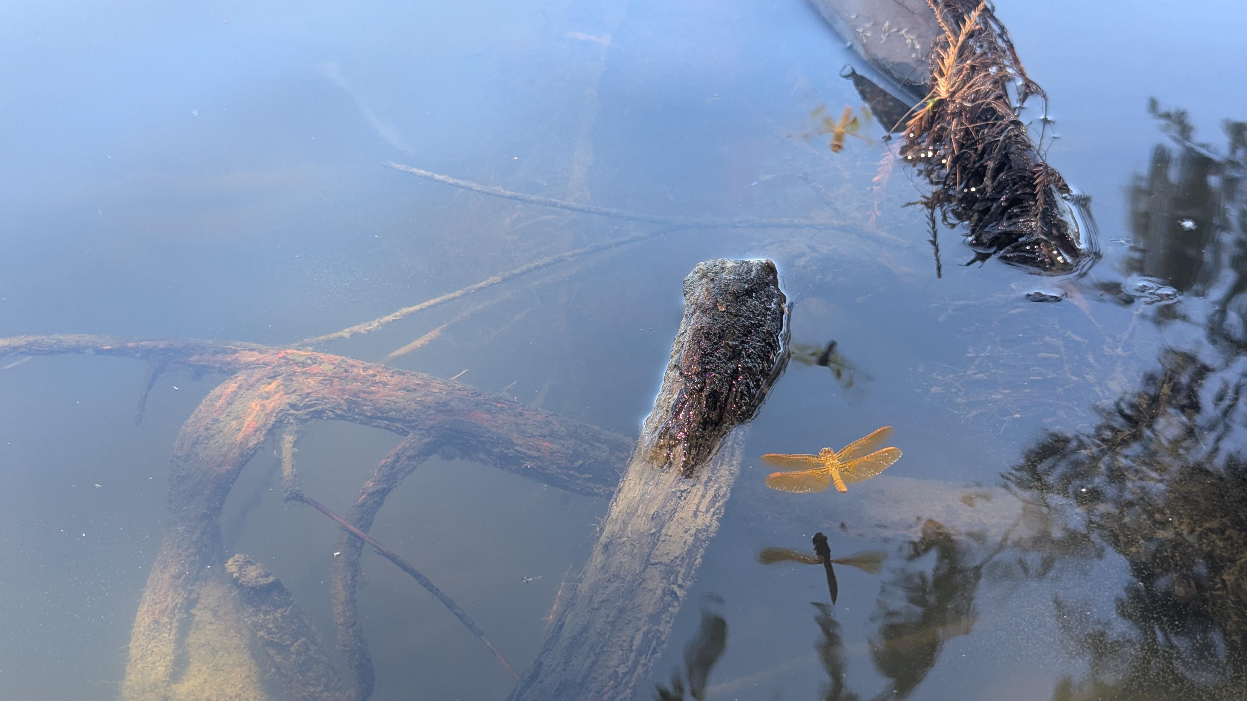 Submerged tree branches visible in calm, green-gray lake water, with a pair of small yellow dragonflies above the surface and their reflections below.
