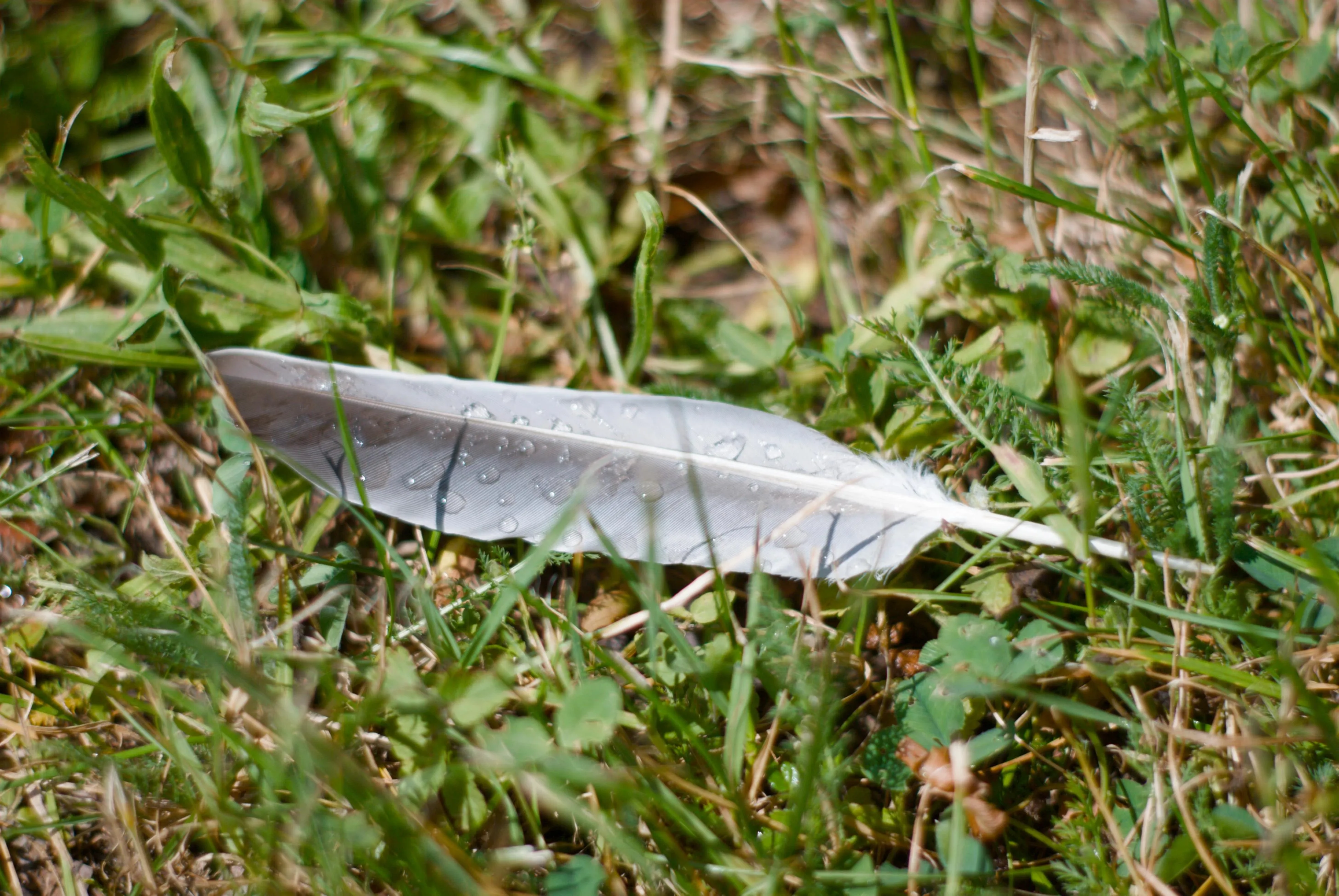 A photo of a feather laying down in the grass with the droplets of water on it