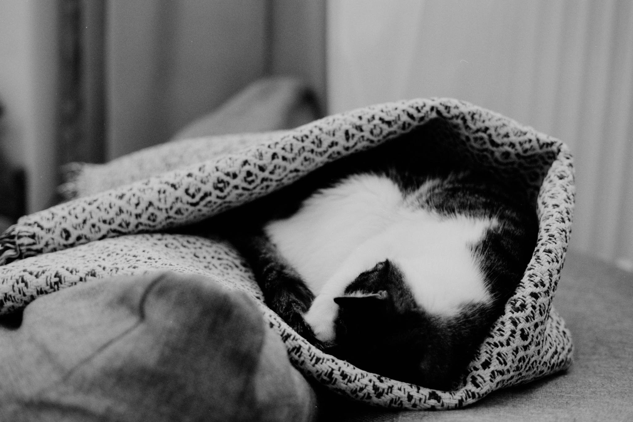 Black-and-white photo of a black-and-white cat curled up asleep under a patterned blanket on a bed, with a pillow in the foreground.