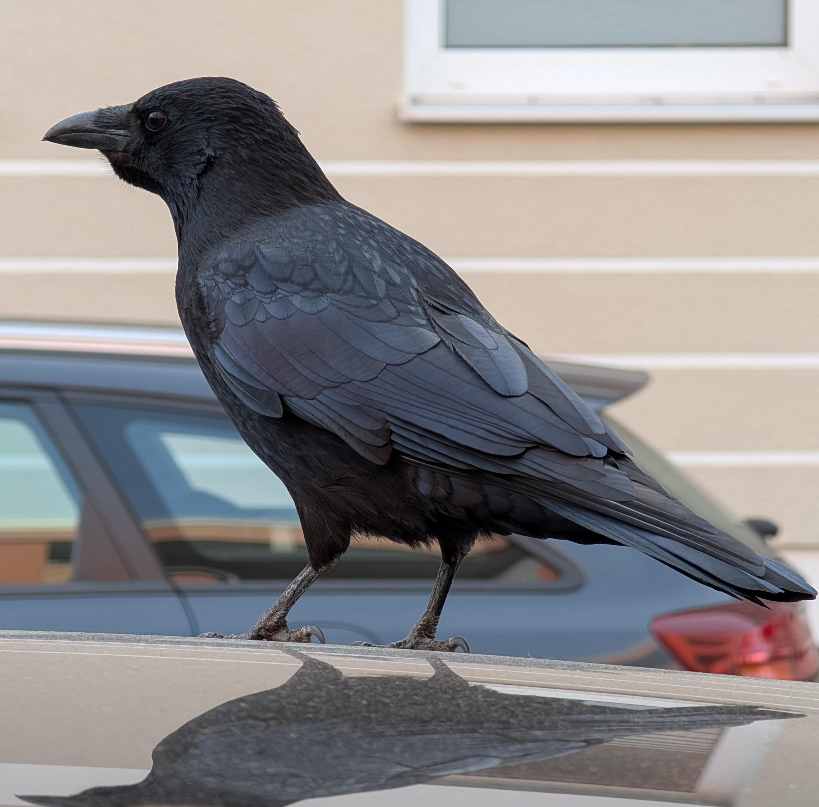 A black crow is perched on the roof of a car, with its profile visible. In the background, a wall with two windows and a parked car are partially visible. The crow's reflection is seen on the car's roof surface.
