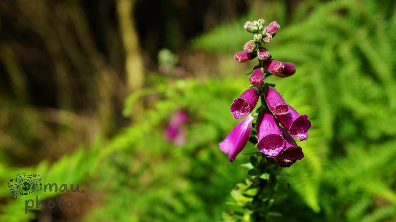 Close-up of a tall flower spike with several purple, bell-shaped blossoms and buds, positioned on the right against a blurred green fern background.