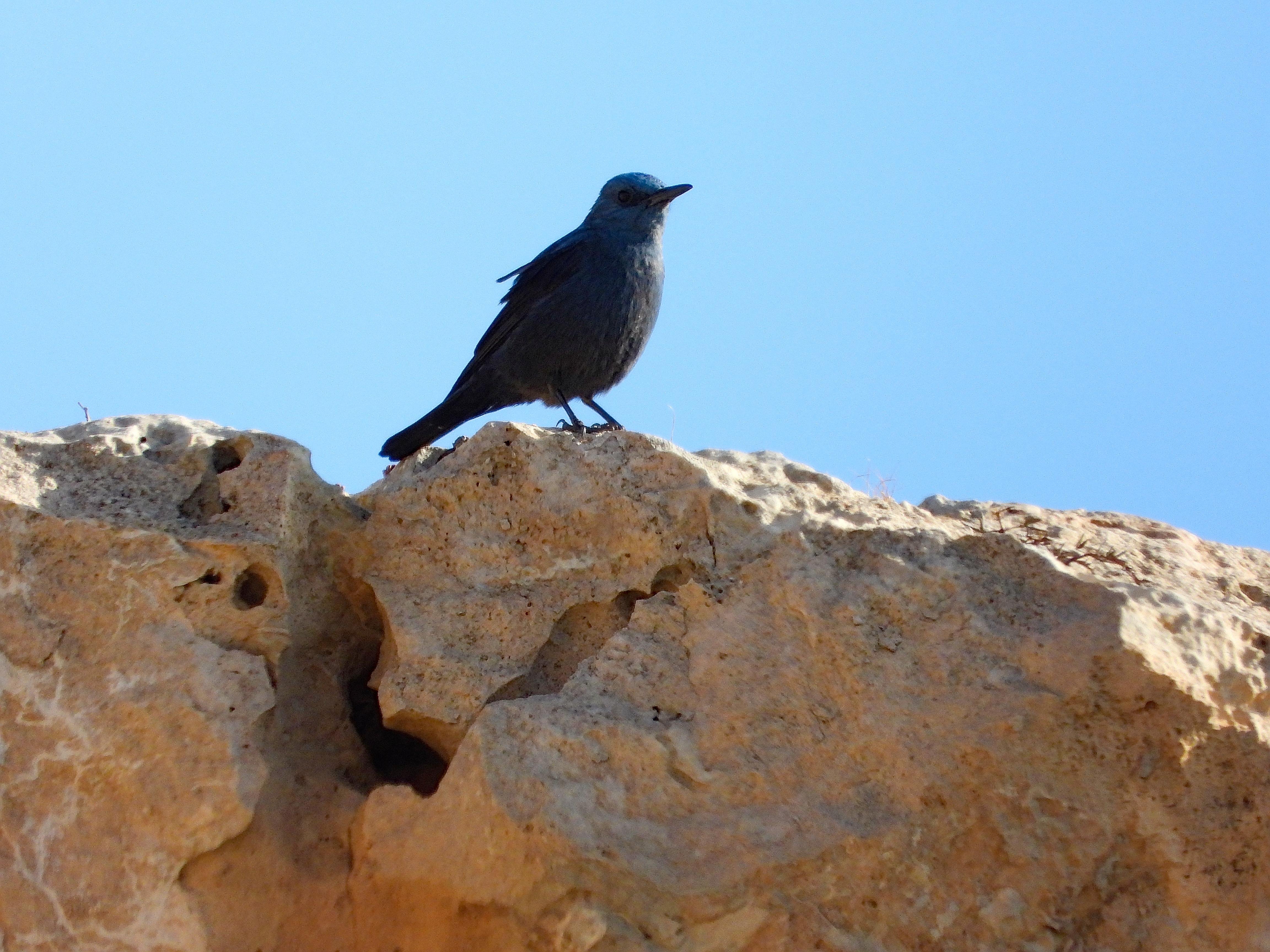 El pájaro está posado en un roquedo de piedra caliza de color casi blanco, bajo un cielo azul.

Es un ave de tamaño medio, de color azul en todo el cuerpo con pico grande y afilado.

Si estás leyendo este texto es porque tienes dificultades de visión y espero que te haya ayudado a ver la imagen. Si no ha sido así, te agradecería los comentarios.
Si lo has leído aunque ves la imagen sin problemas recuerda que debes poner un texto alternativo en tus archivos multimedia para que todo el mundo pueda disfrutarlos.