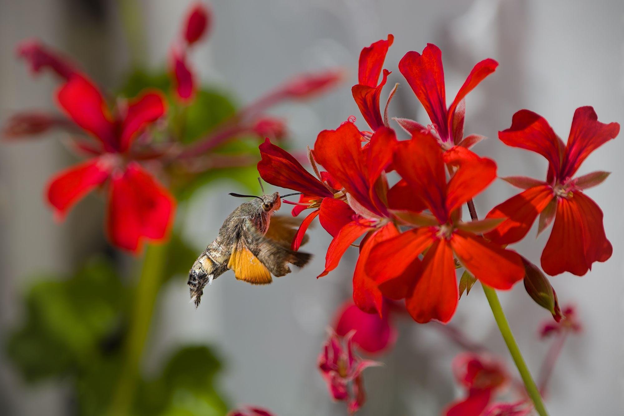 Hummingbird hawk-moth hovering beside bright red geranium blossoms, proboscis extended into a flower; orange hindwings visible against a blurred green and gray background.
