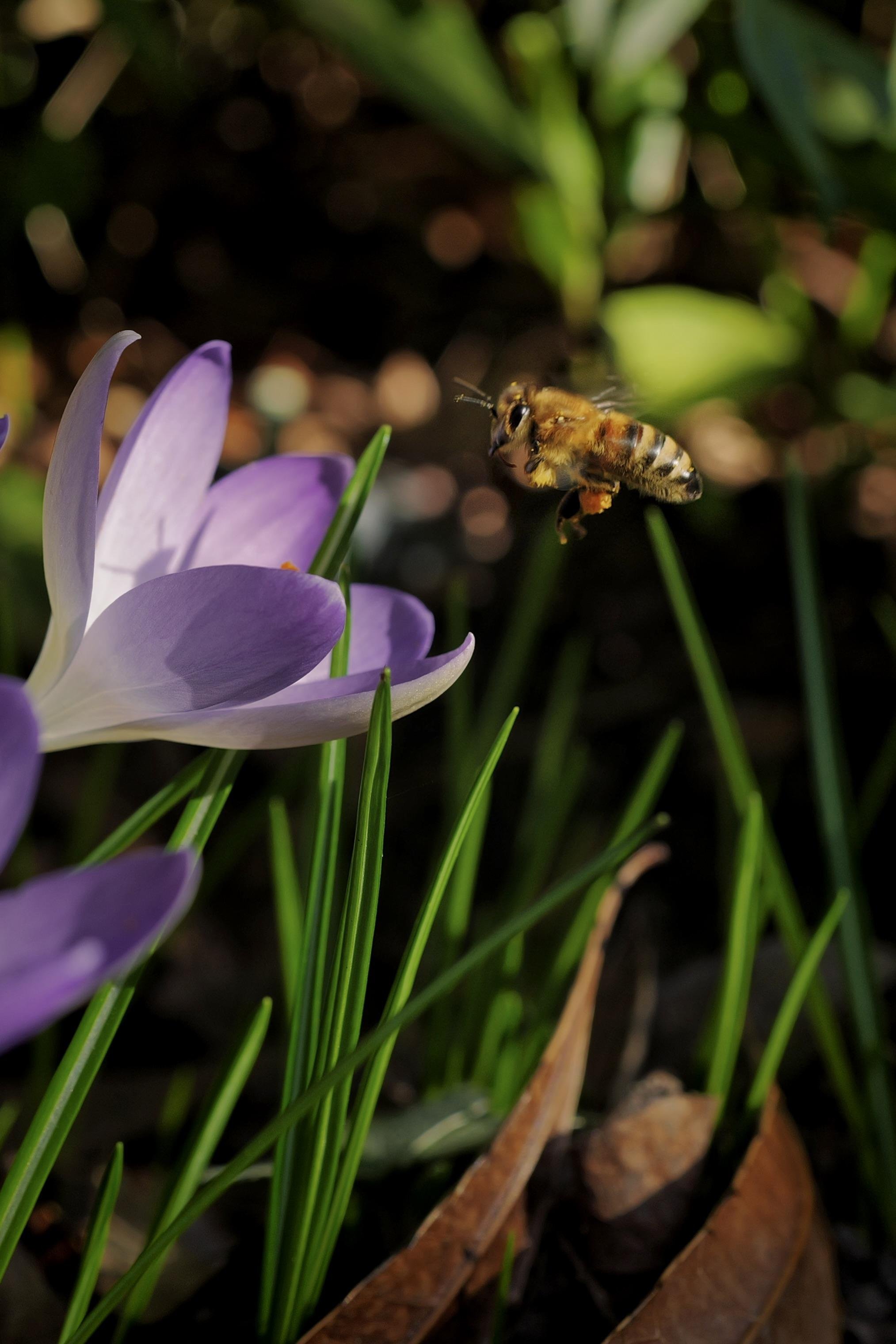 The image shows a bee hovering near a purple crocus flower. The background is a natural setting with green grass and some blurred leaves.