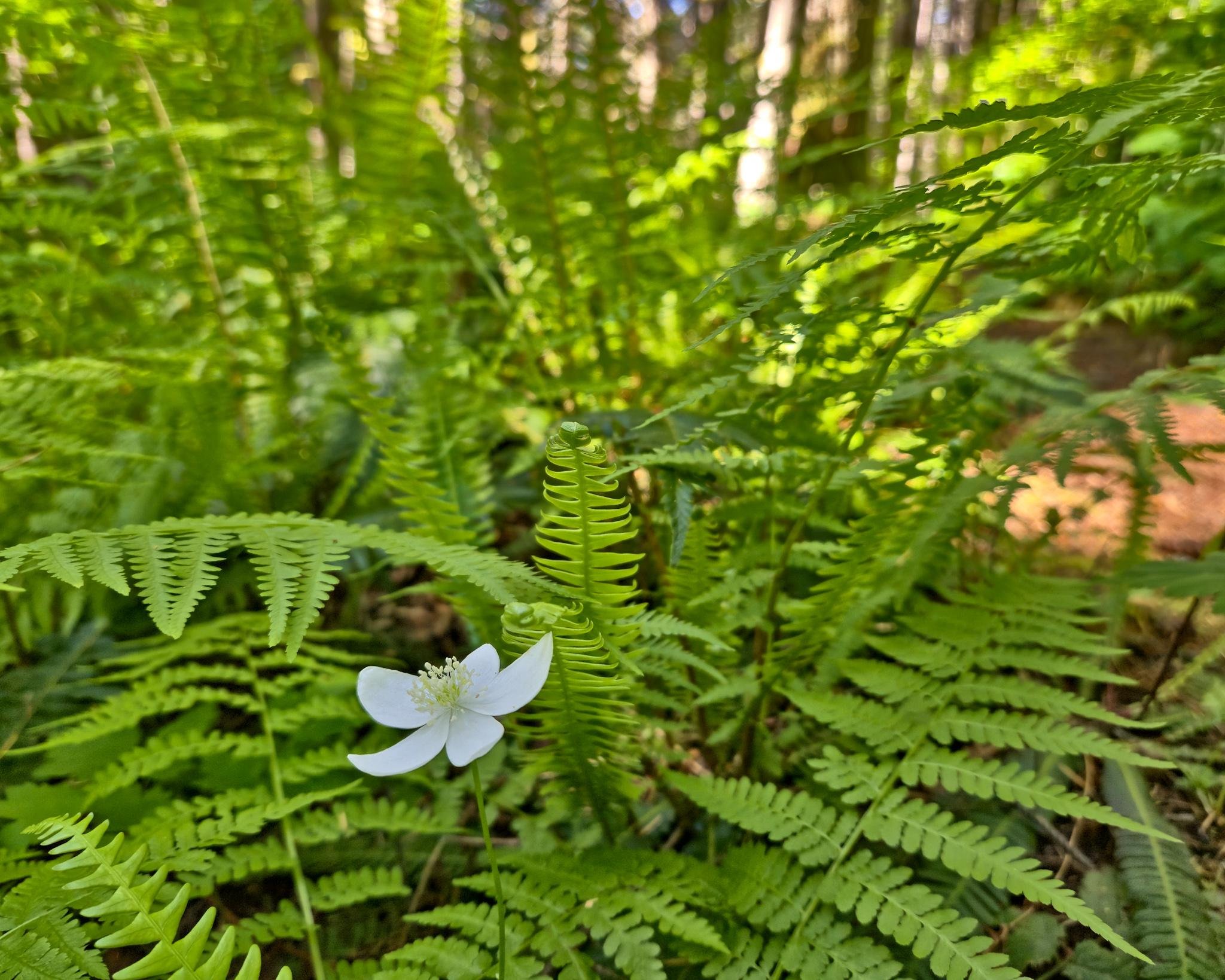 Dense cluster of vibrant green ferns with a single white flower in the foreground. Sunlight filters through trees in the background, creating dappled light on the forest floor. The scene is peaceful and lush with natural greenery.