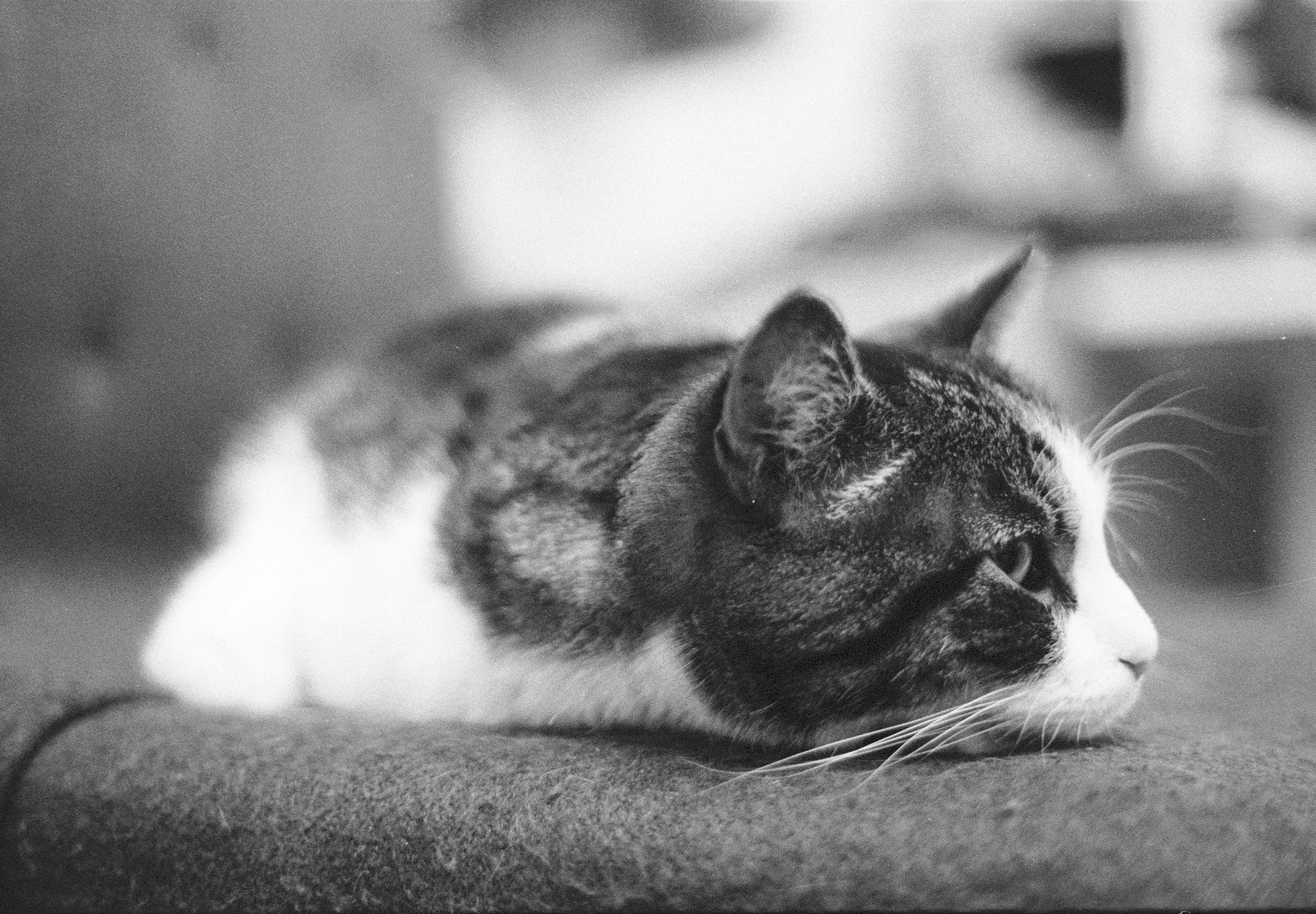 Black-and-white close-up of a tabby-and-white cat lying on a cushioned surface in profile, head resting on the fabric and facing right, with the background blurred.