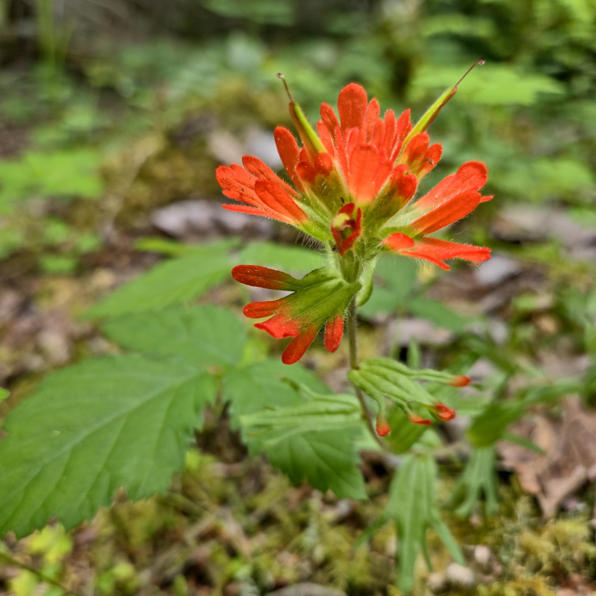 Vibrant red harsh paintbrush flower with elongated petals and green leaves in a forest setting. Background shows a mix of green foliage and blurred earthy tones, indicating its natural habitat.