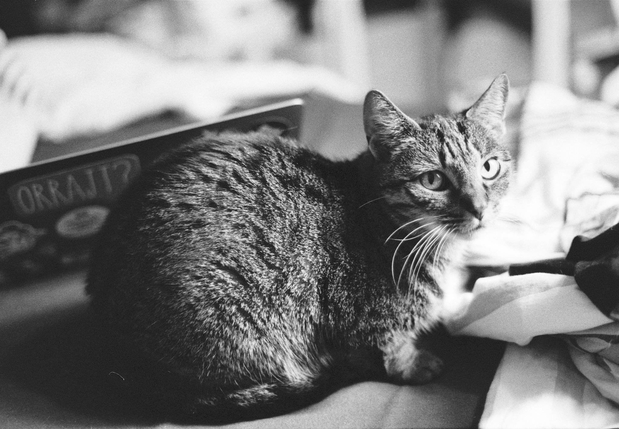 Tabby cat lying on a bed, facing the camera with ears upright, with a blurred book and bedding in the background.