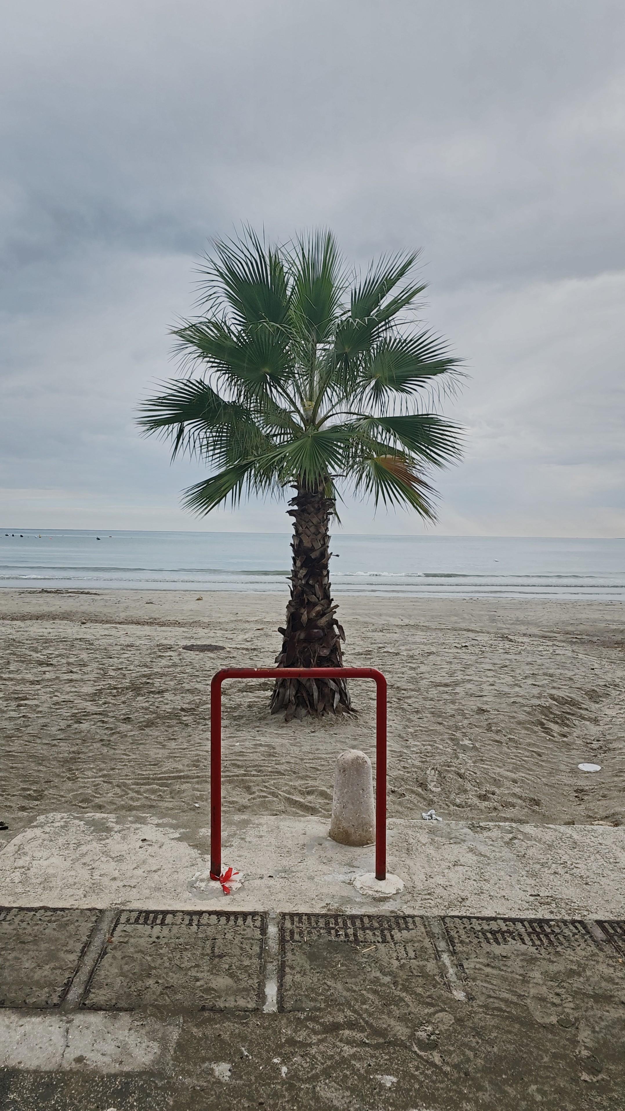 Il mare e la solitudine

The image depicts a beach scene with a palm tree in the center. The background shows the sea with calm waves under a cloudy sky. In the foreground, there is a red metal structure and a concrete post on a sandy surface.