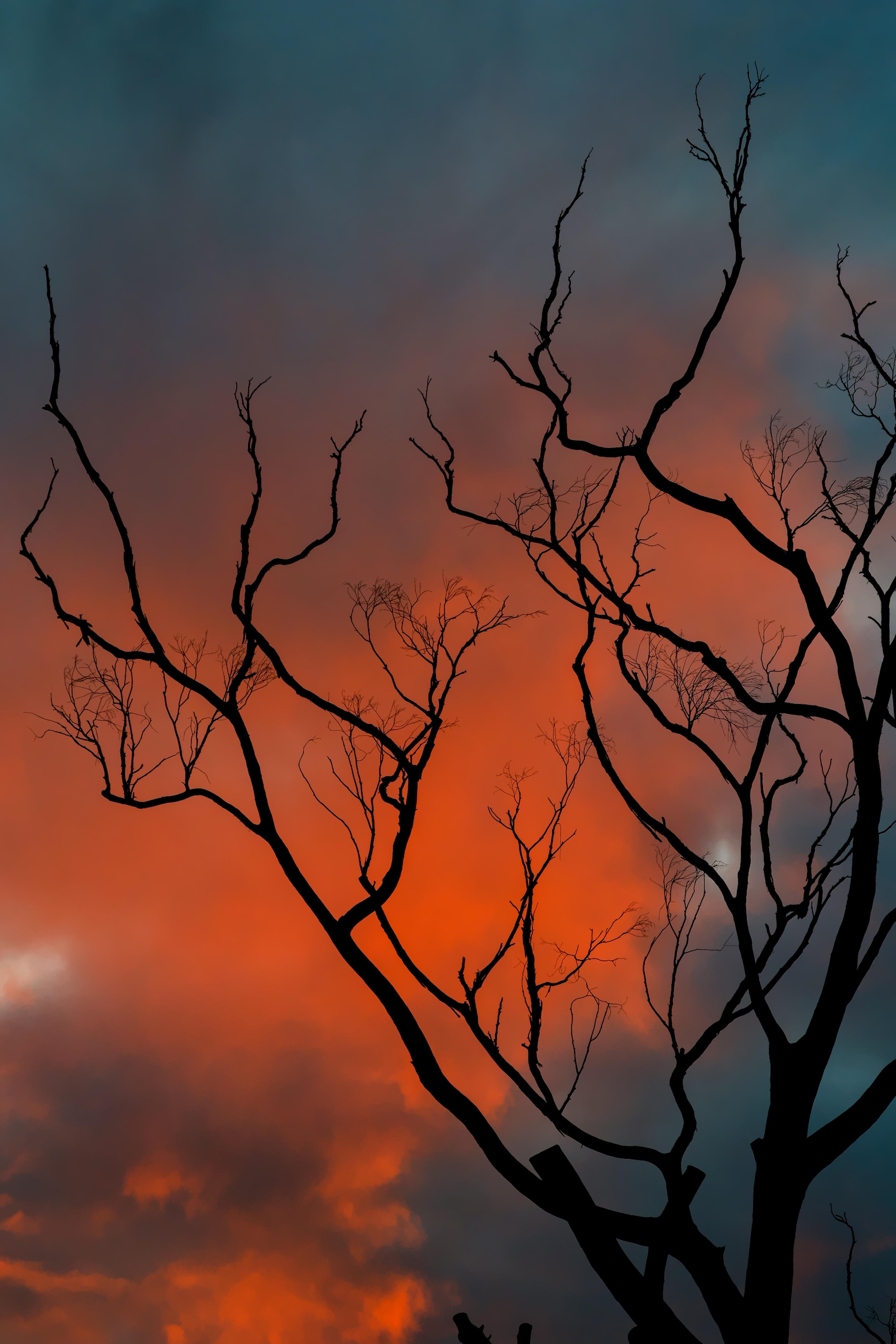 Silhouetted bare tree branches stretching upward against a cloudy sky with orange and red sunset glow fading into blue-gray above.