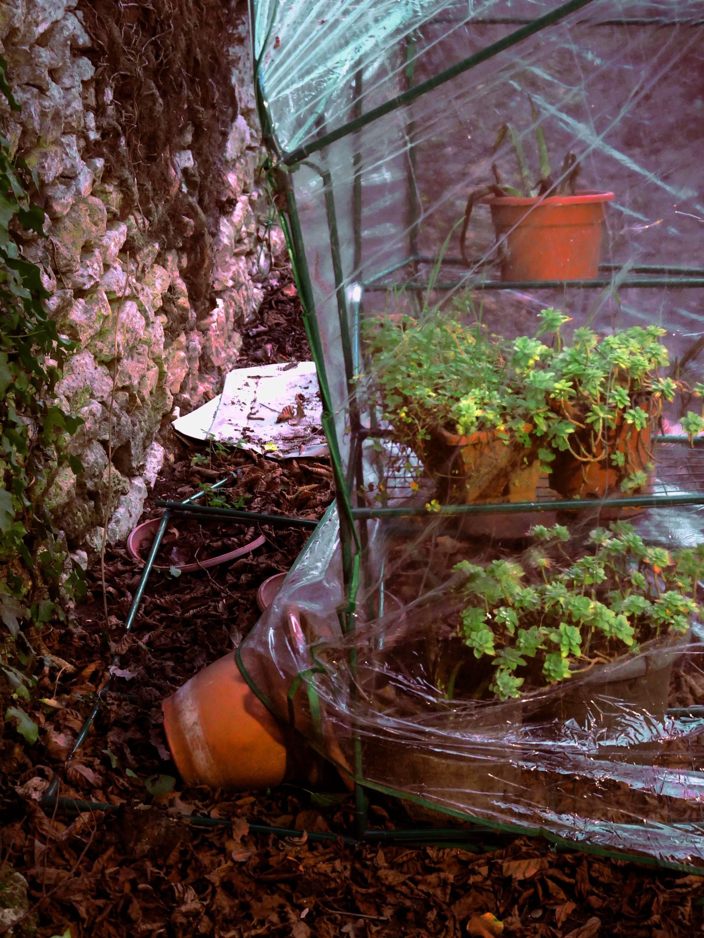 The image shows a small transparent greenhouse with plants inside, leaning against a stone wall. There are plant pots within the greenhouse, and one outside on the ground. The area is covered with dry leaves, and there is some garden equipment and possibly papers or a plastic sheet near the wall. The setting appears to be outdoors in a garden or backyard.