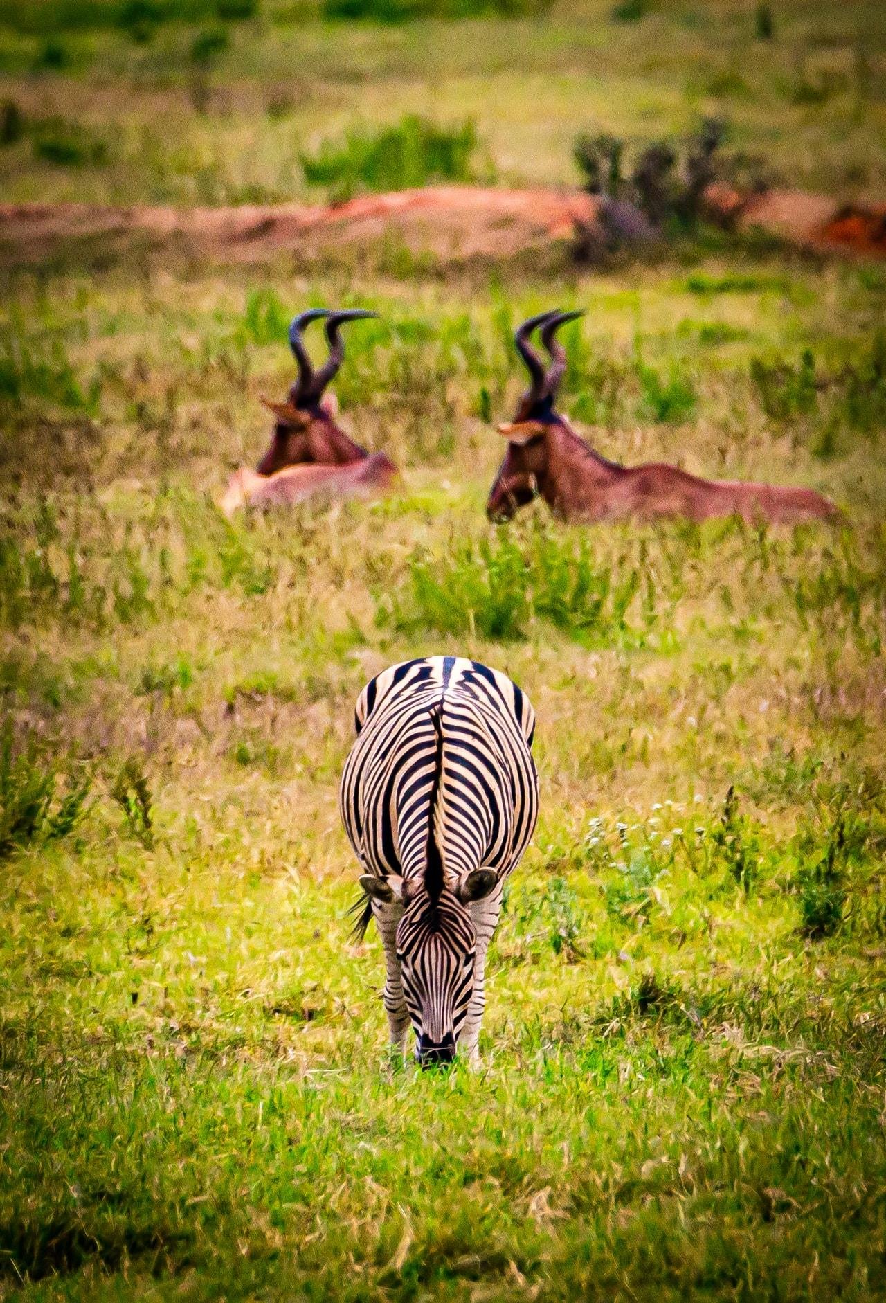 The image shows a zebra grazing in the foreground. In the background, there are two antelopes lying on the grass, with their heads turned to the side. The setting appears to be a grassy savanna.