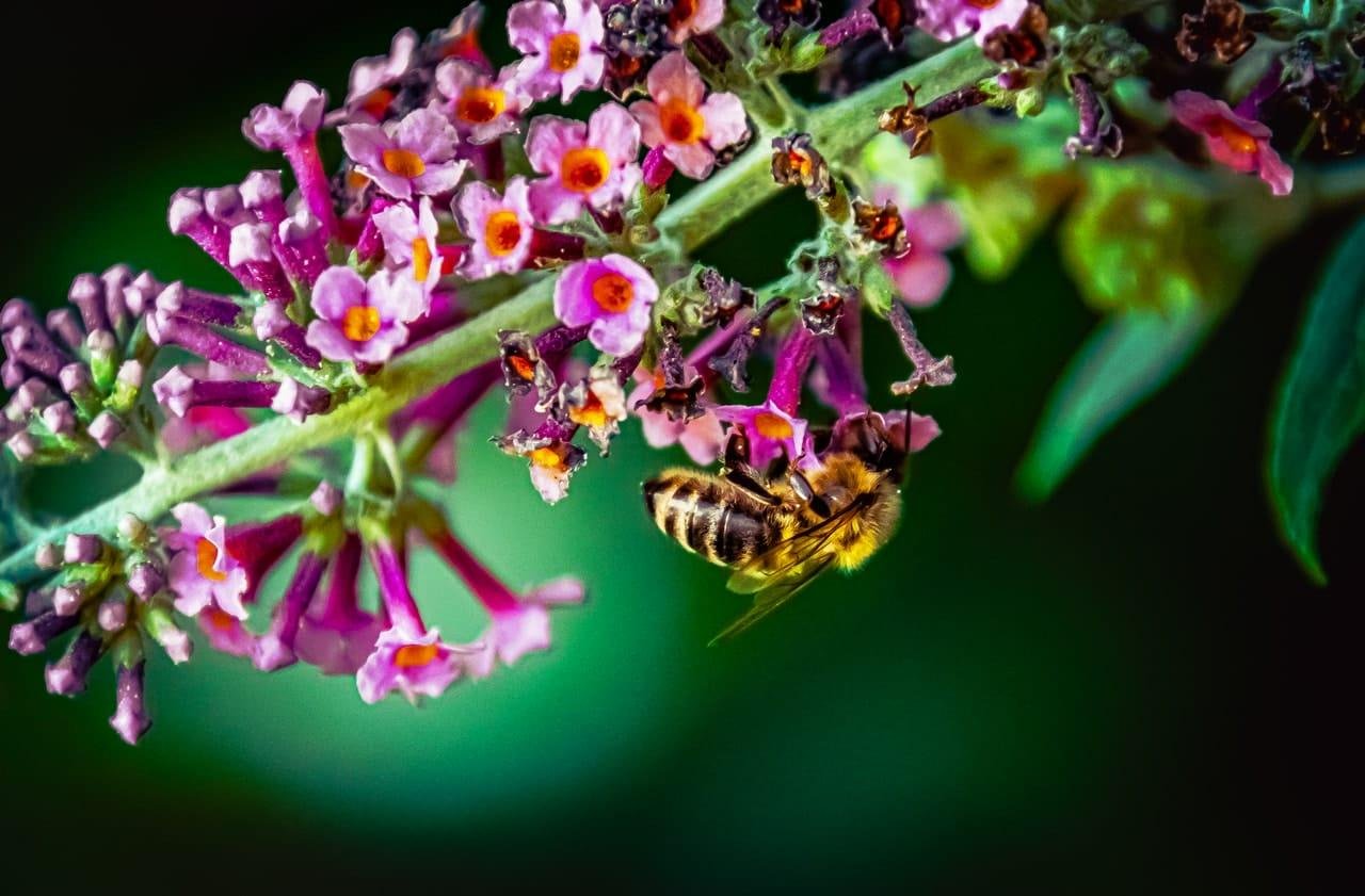 Close-up of a honeybee clinging to a cluster of small pink and purple flowers on a green stem, with a blurred green background.