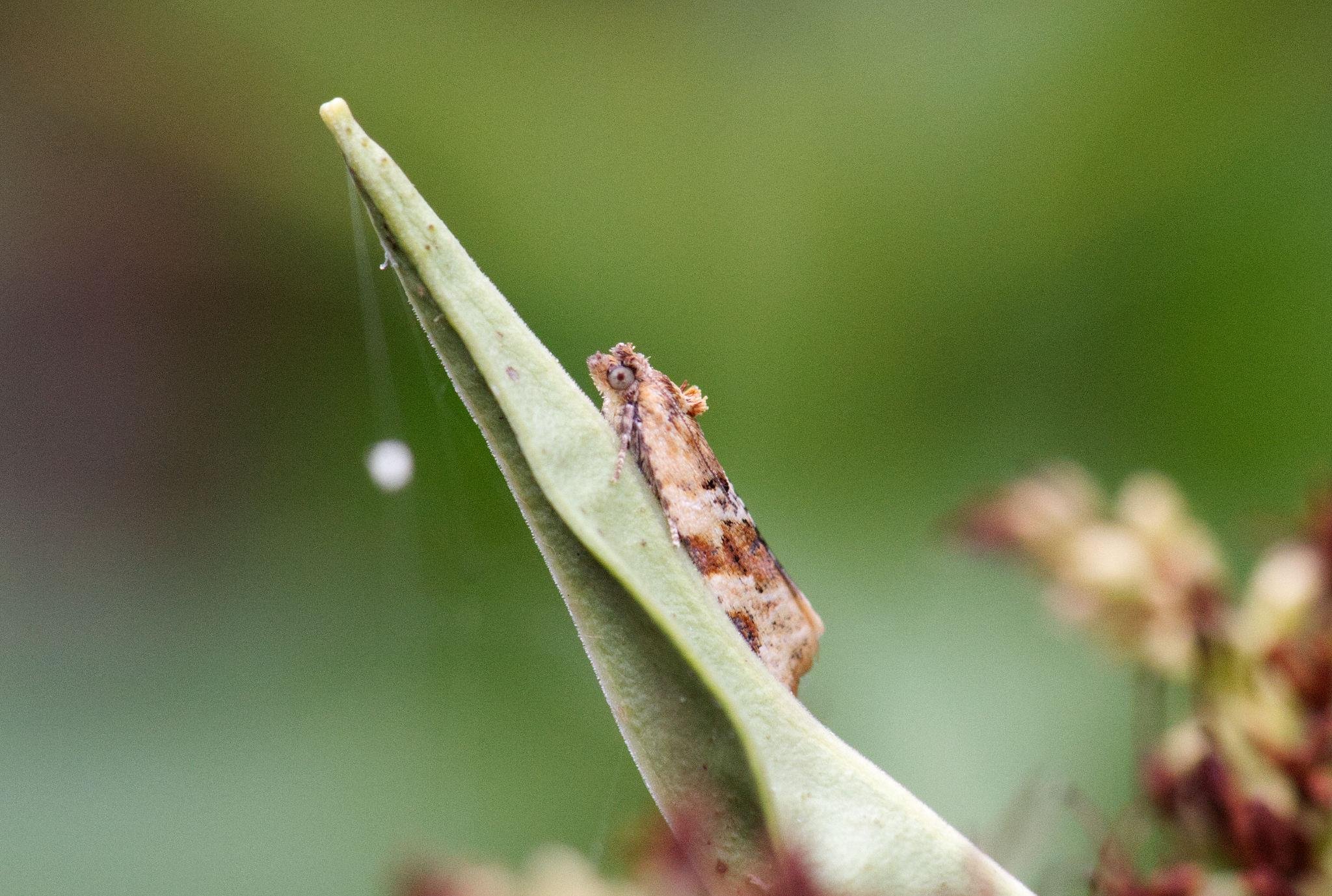 A pointed leaf rising up diagonally to the left, with a small micro-moth on it, seen from the side. The moth has a rich, marbled brown and cream pattern and two little tufts behind the head. The background is blurred green and brown.