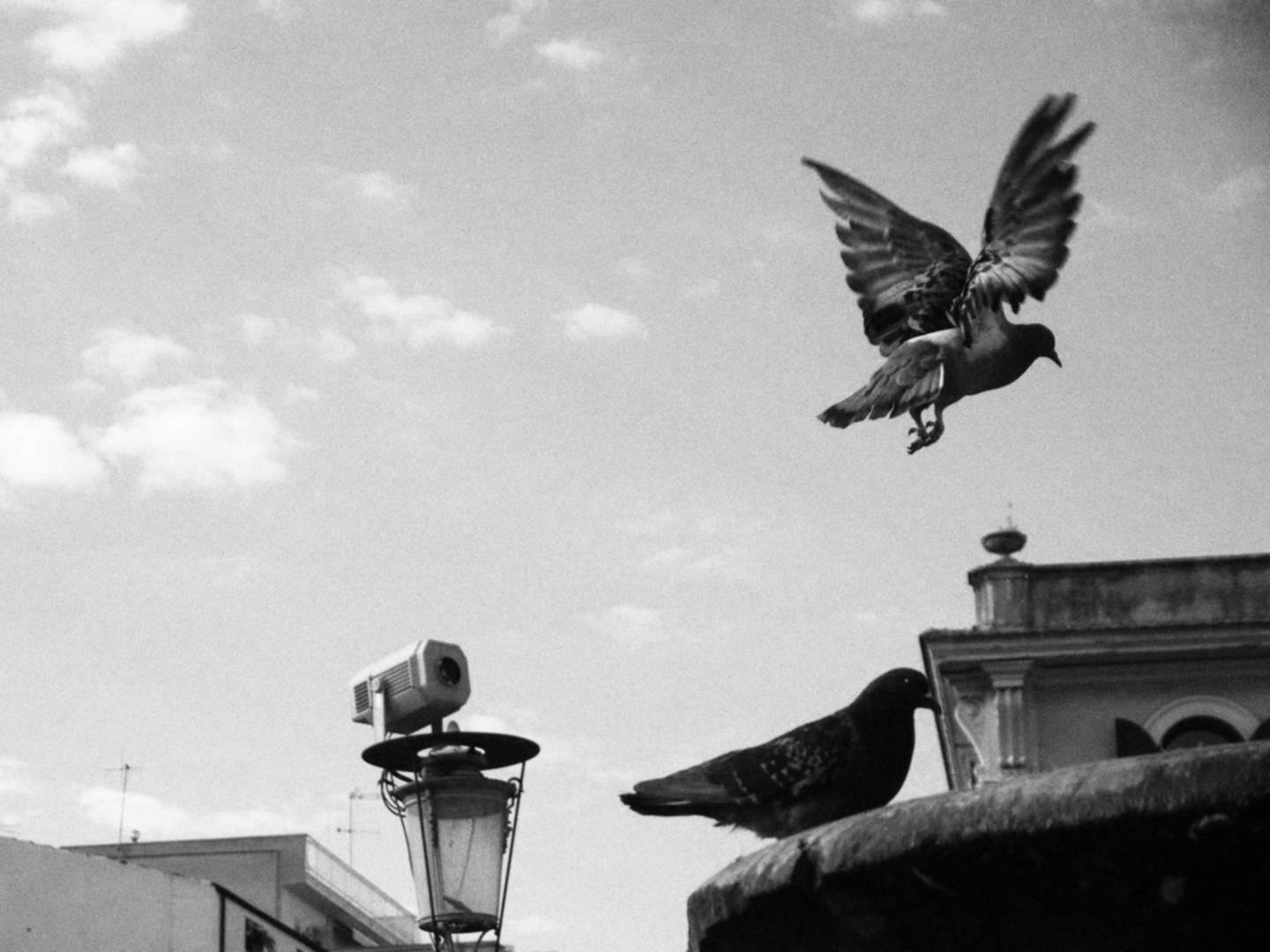 Due piccioni, dei quali uno ha appena spiccato in volo, contro un cielo azzurro. Una telecamera sembra star puntando esattamente il piccione con le ali spalancate. Foto in bianco e nero.