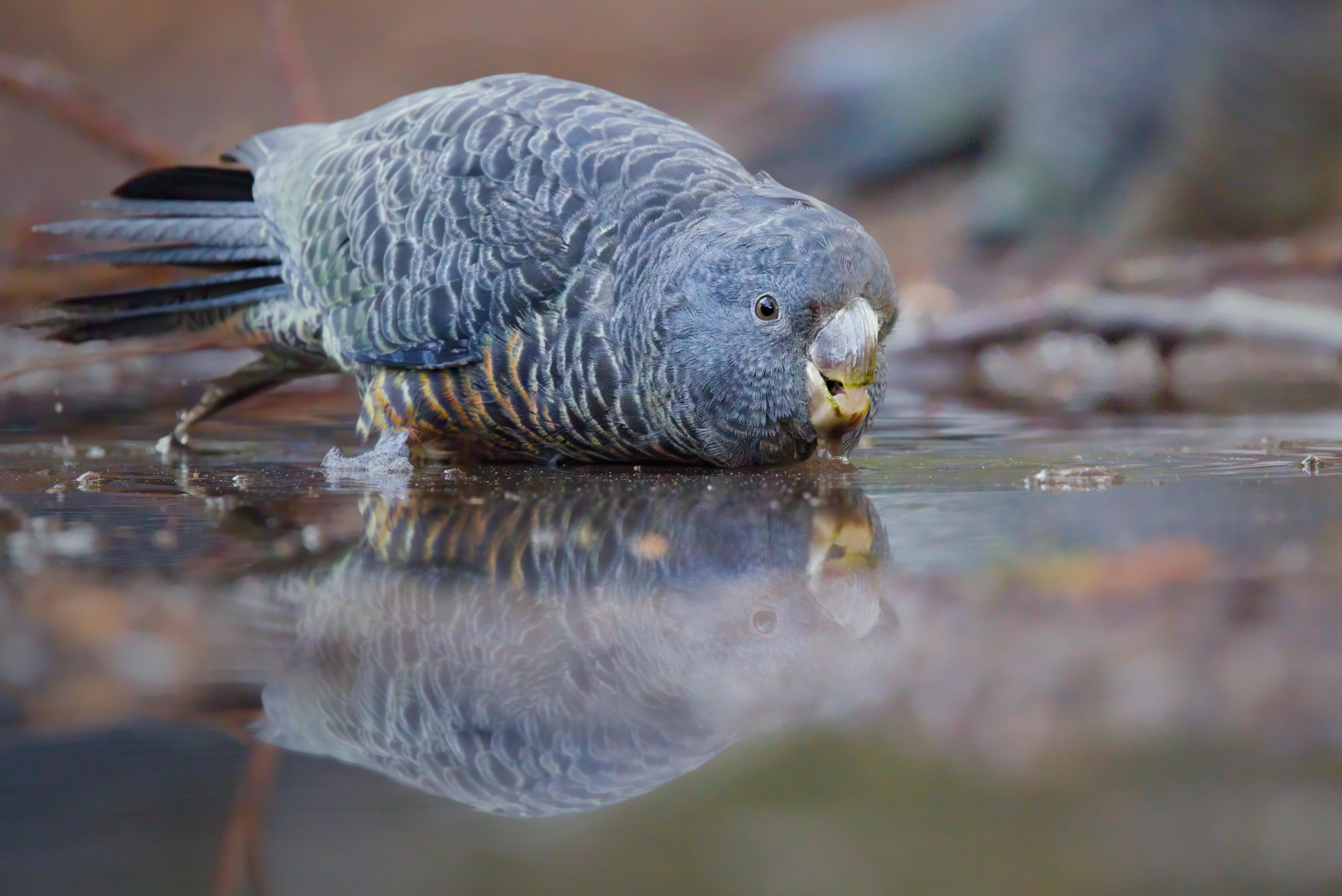 A female gang-gang drinking from a shallow puddle, body low to the water with its reflection visible