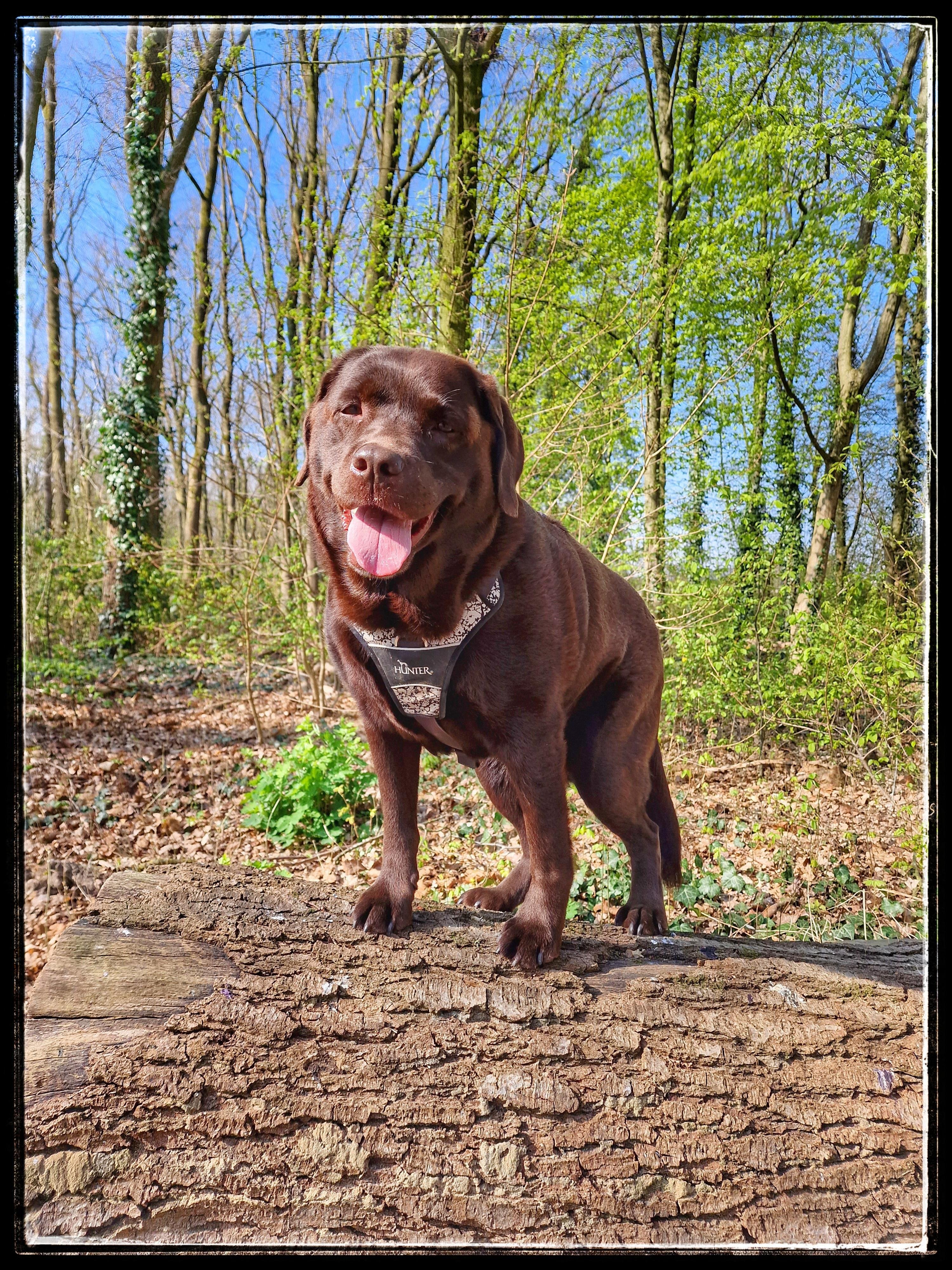 A bright and heartwarming photo of Arwen, a beautiful chocolate Labrador, proudly posing on a large fallen tree trunk during a sunny forest walk in March 2022. Her deep brown coat gleams in the golden light, and her joyful expression—tongue out, eyes gentle and full of love—radiates pure happiness and pride. Behind her, early spring trees stretch toward a clear blue sky, their young leaves glowing green. Arwen wears her harness confidently, looking every bit the brave explorer and loyal companion she always was. This image captures her loving spirit, her strength, and her boundless warmth—an everlasting memory of a soulmate who brought comfort, laughter, and unwavering love until her passing in July 2025.