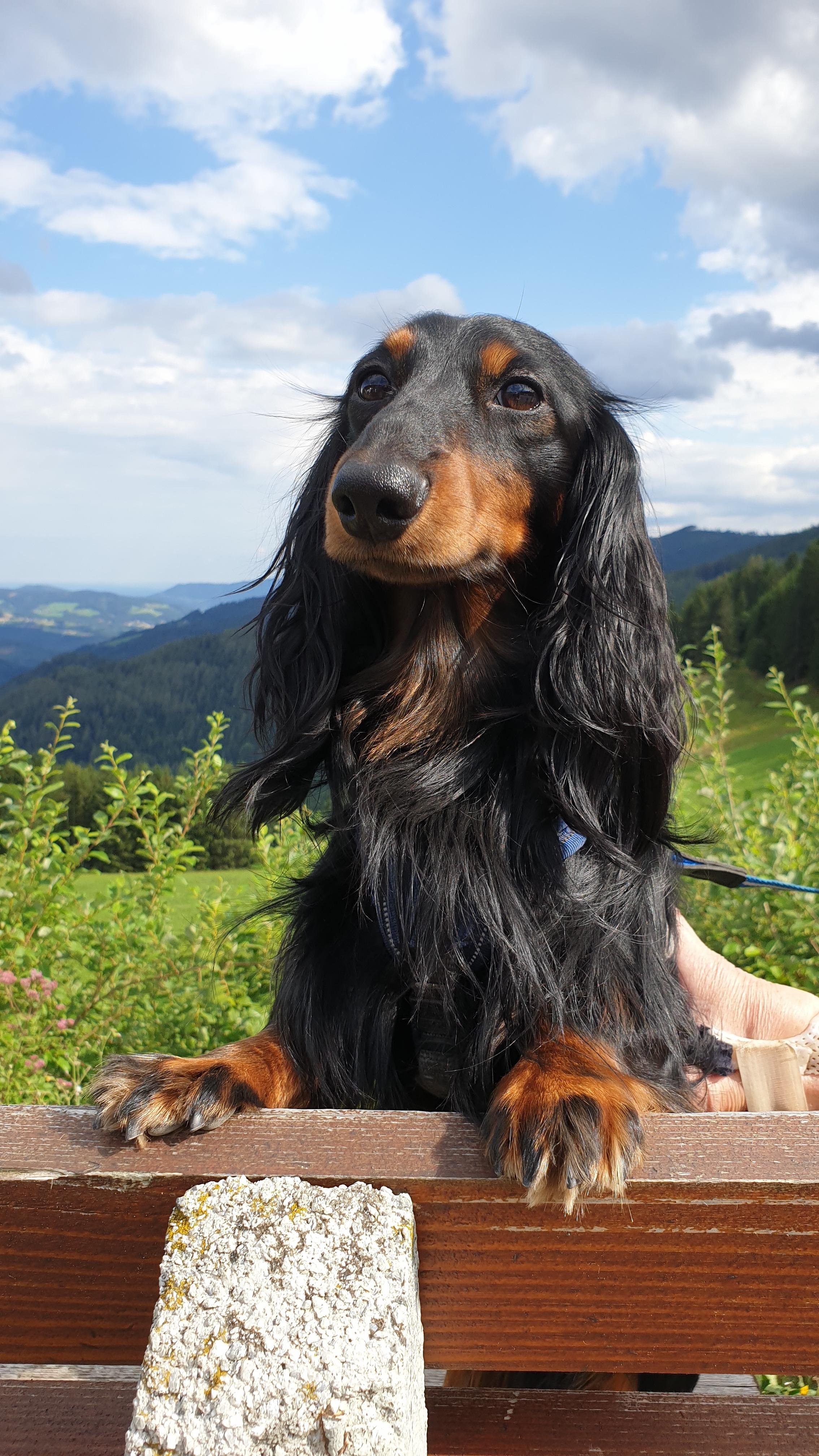 The image shows Bas, the long-haired Dachshund, during a sunny summer day in August 2019 in Brandlucken, Steiermark, Austria. Bas is standing proudly on a wooden bench, his front paws resting on the backrest as he looks out over the landscape with an alert, gentle expression. His long black coat flows softly in the breeze, with warm tan markings glowing in the sunlight. Behind him unfolds a stunning Alpine panorama: rolling green hills, dark forested slopes, and distant blue mountains beneath a sky filled with fluffy white clouds. The lush greenery around the bench hints at wildflowers and summer growth. Bas’s curious gaze and confident little posture make him look like a tiny adventurer surveying his kingdom. Cynni’s mums hand supports him gently from the side, adding a quiet touch of care to this peaceful moment in nature.