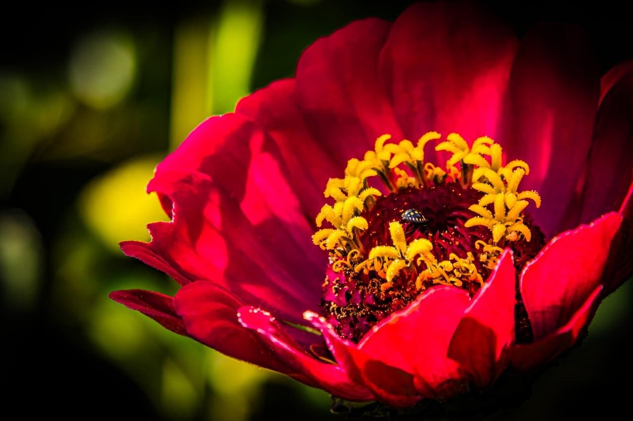 Close-up of a vibrant red flower with large petals, featuring a cluster of bright yellow stamens in the center. A small insect is perched on the stamens. The background is blurred with green hues, highlighting the flower's vivid colors.