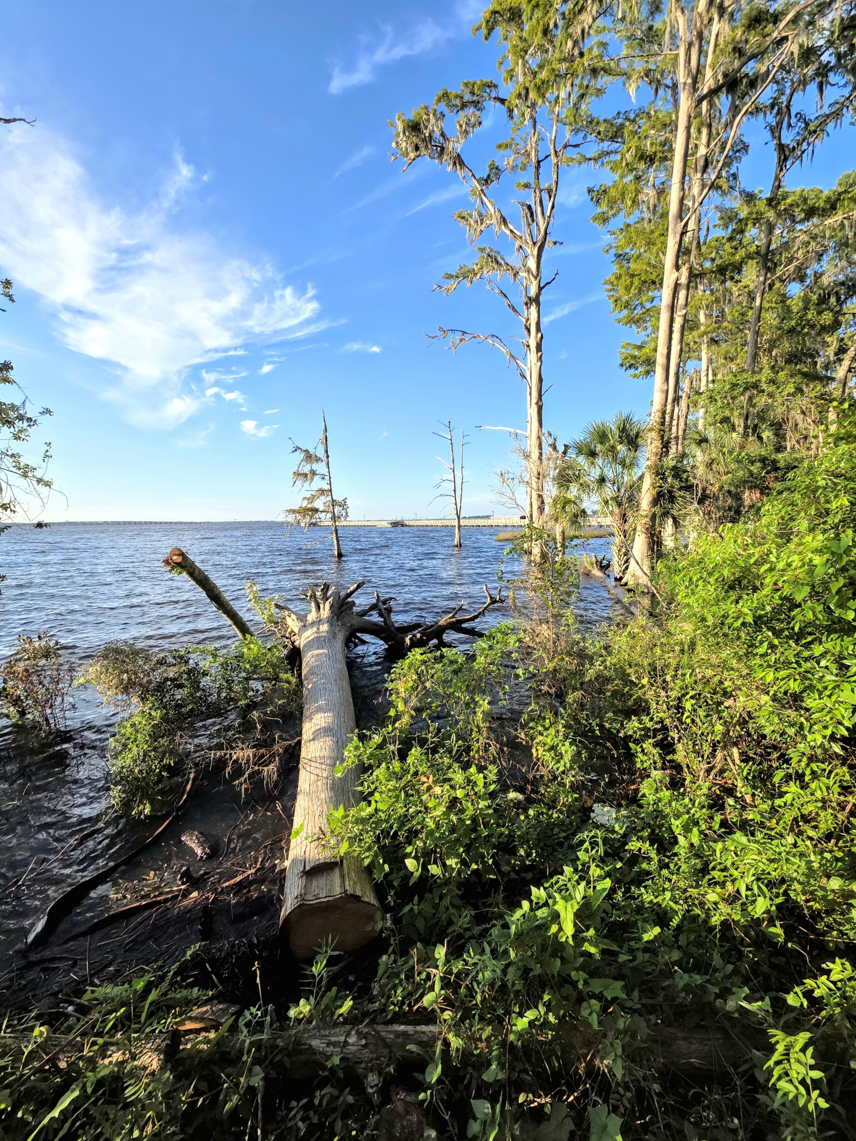 Fallen tree lying across a grassy shoreline, surrounded by lush green foliage. Tall trees with sparse leaves stand adjacent to the water. The water body extends to the horizon under a clear blue sky with minimal clouds.