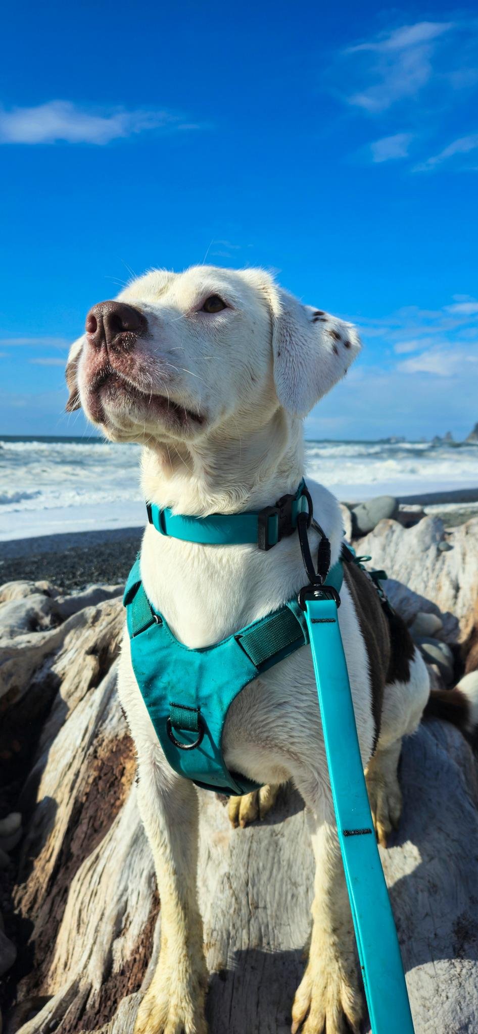 A white and brown dog with a teal harness and leash stands on driftwood at the beach, looking upward. The ocean waves and blue sky with scattered clouds are visible in the background.