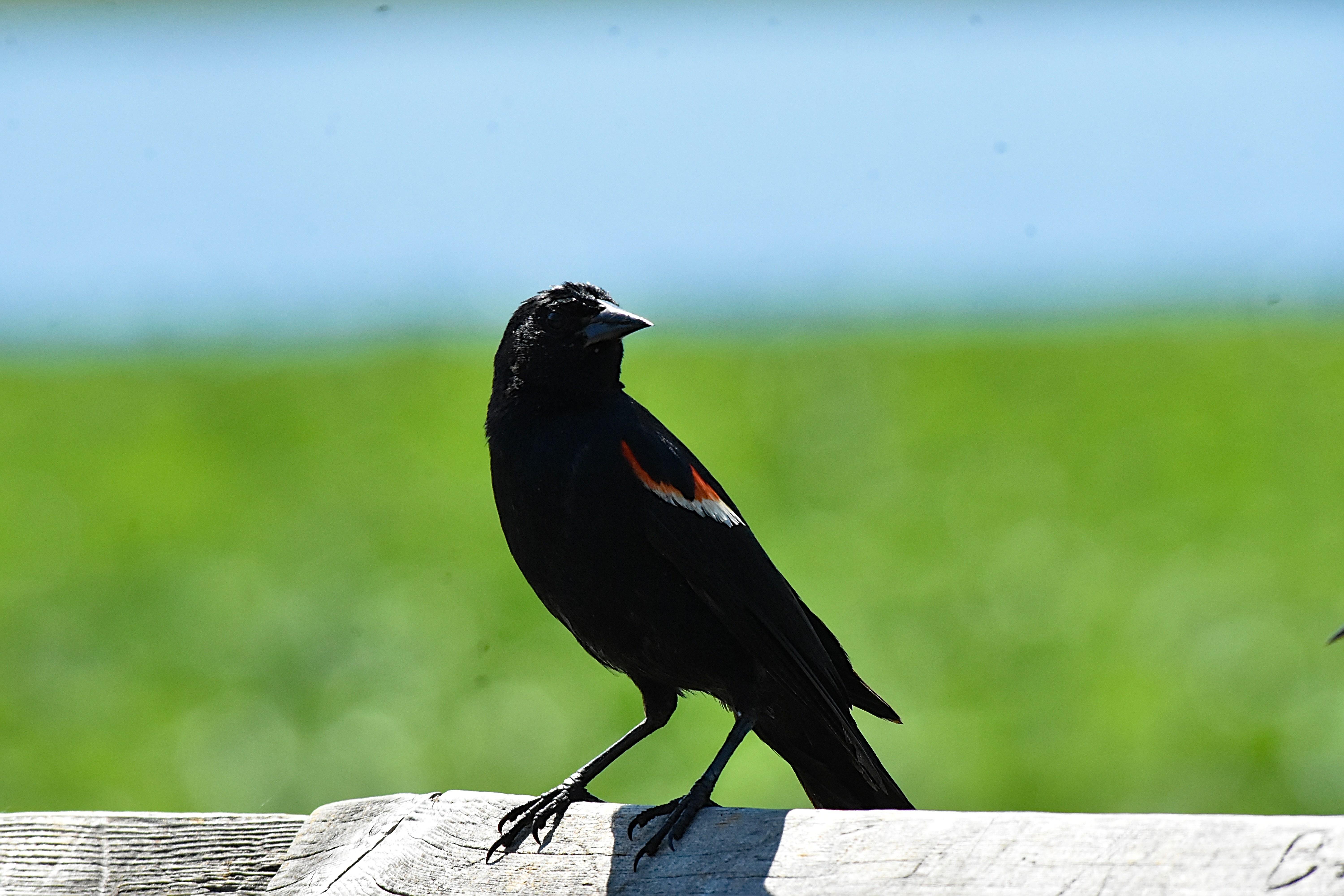 El pájaro se encuentra perchado en una baradilla de madera. El fondo se ve difuminado, arriba le cielo azul, abajo color verde. Está en un escorzo mirando a la derecha, luce plumas negras en todo el cuerpo salvo en los hombros donde muestra una especie de galones blancos y rojos que le dan su nombre. Tiene patas largas y negras y es del tamaño de un mirlo.
Si estás leyendo este texto es porque tienes dificultades de visión y espero que te haya ayudado a ver la imagen. Si no ha sido así, te agradecería los comentarios.
Si lo has leído aunque ves la imagen sin problemas recuerda que debes poner un texto alternativo en tus archivos multimedia para que todo el mundo pueda disfrutarlos.