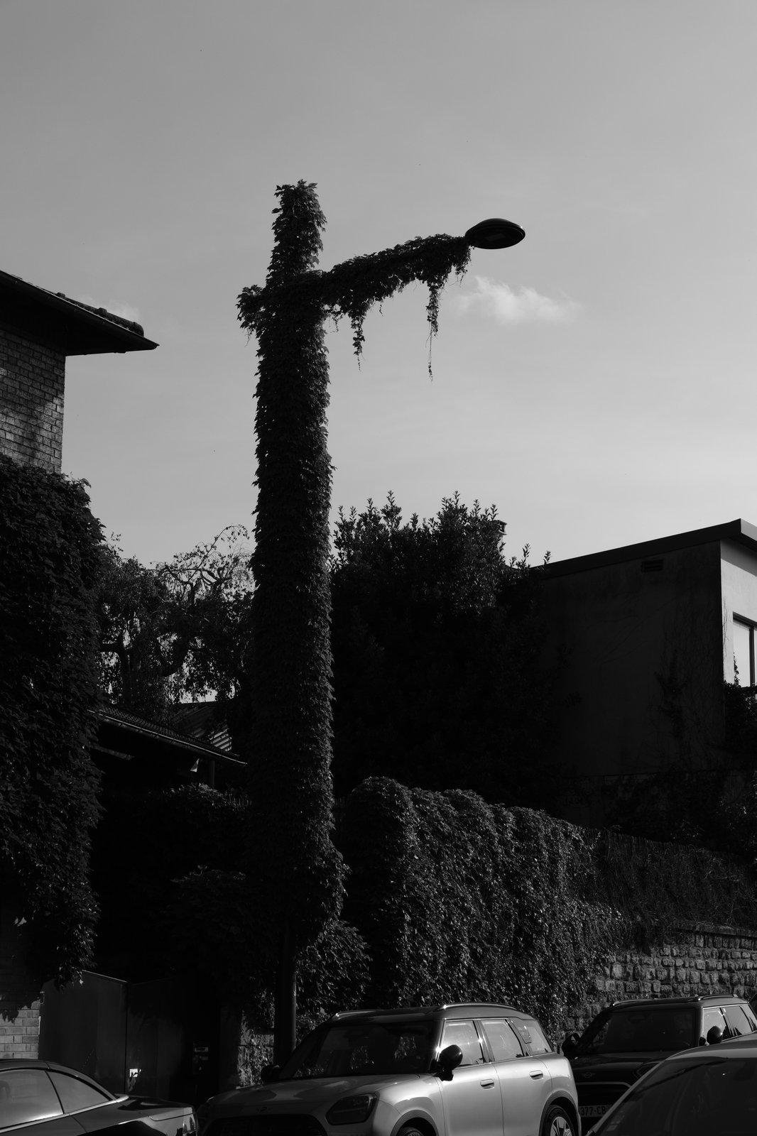 Photo format portrait en noir et blanc montrant un lampadaire couvert de lierre lui donnant un aspect flippant