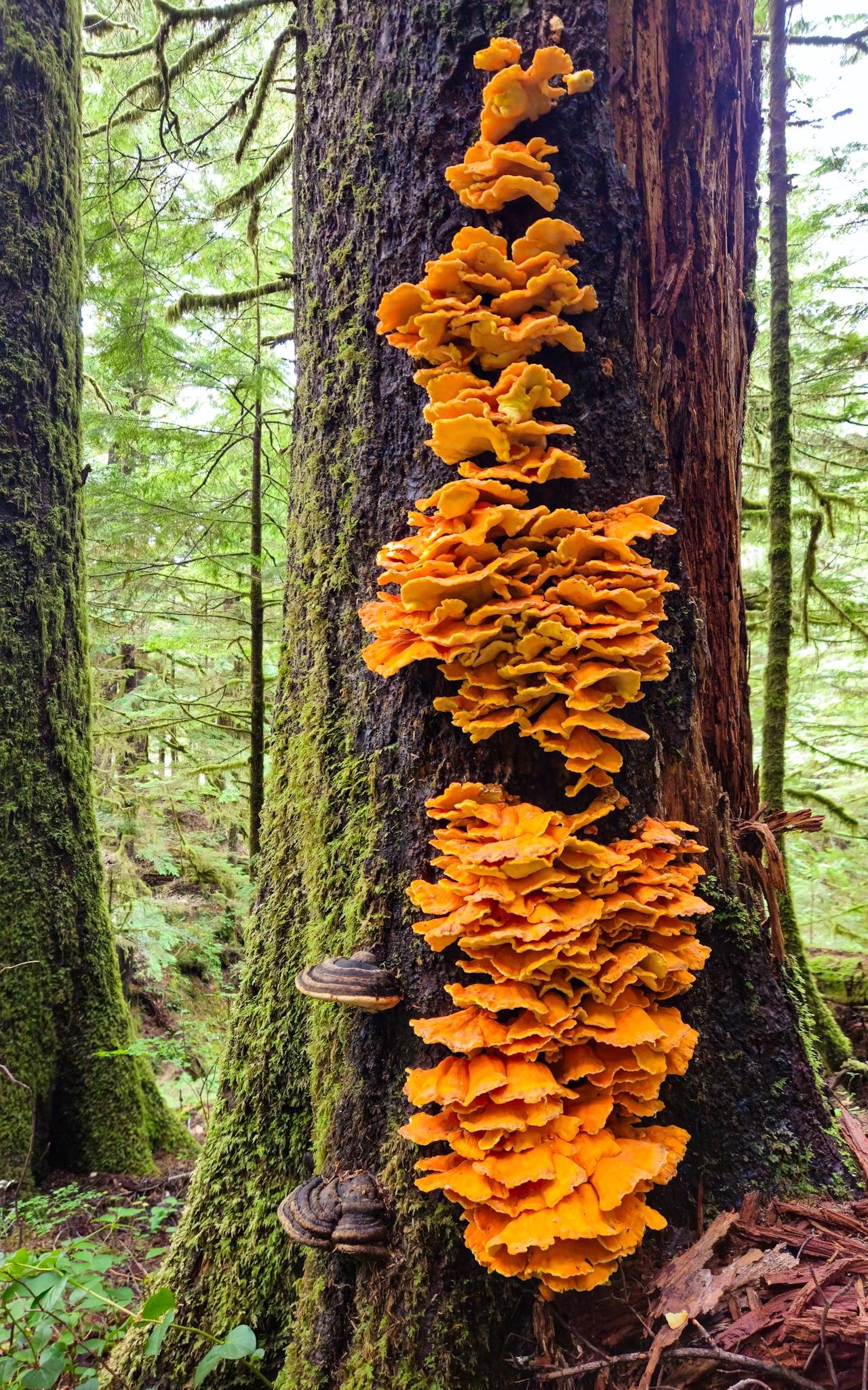 Vertical close-up of a tree trunk in a forest, covered with a tall column of bright orange, layered shelf fungi; two darker bracket fungi protrude near the lower left, with green moss on nearby bark and conifer trees in the background.