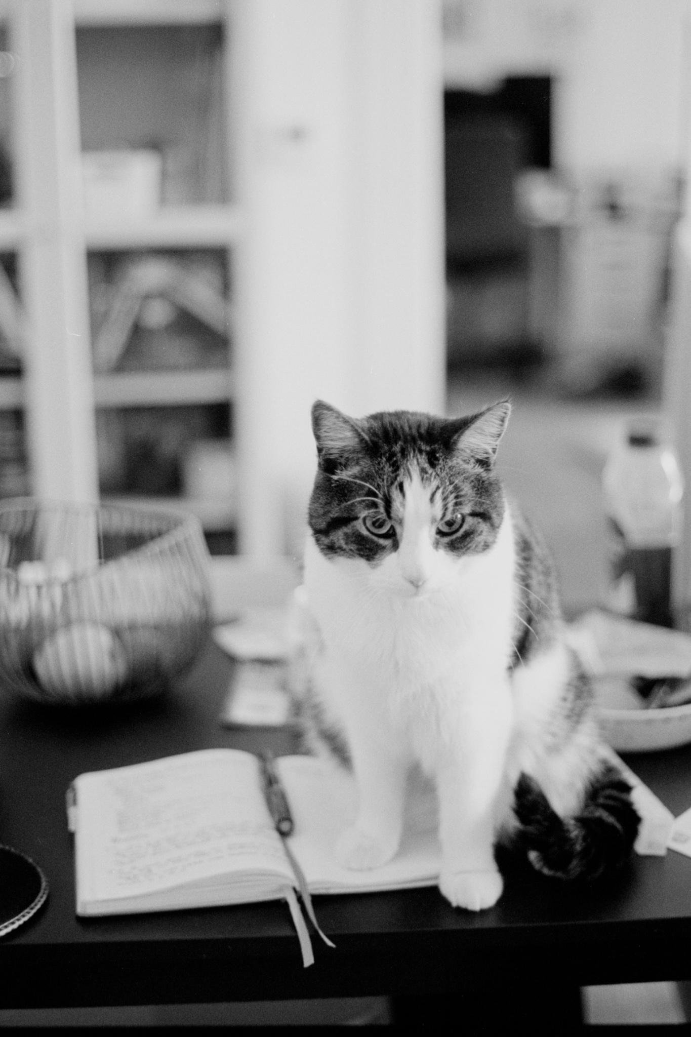 Black-and-white photo of a tabby-and-white cat sitting on a table beside an open notebook and pen, with a wire fruit basket and blurred kitchen shelves in the background.