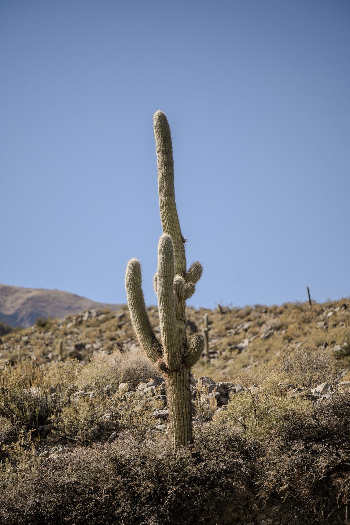 The image shows a tall cactus in a desert landscape with a clear blue sky in the background. The terrain appears dry with scattered vegetation and rocky soil.