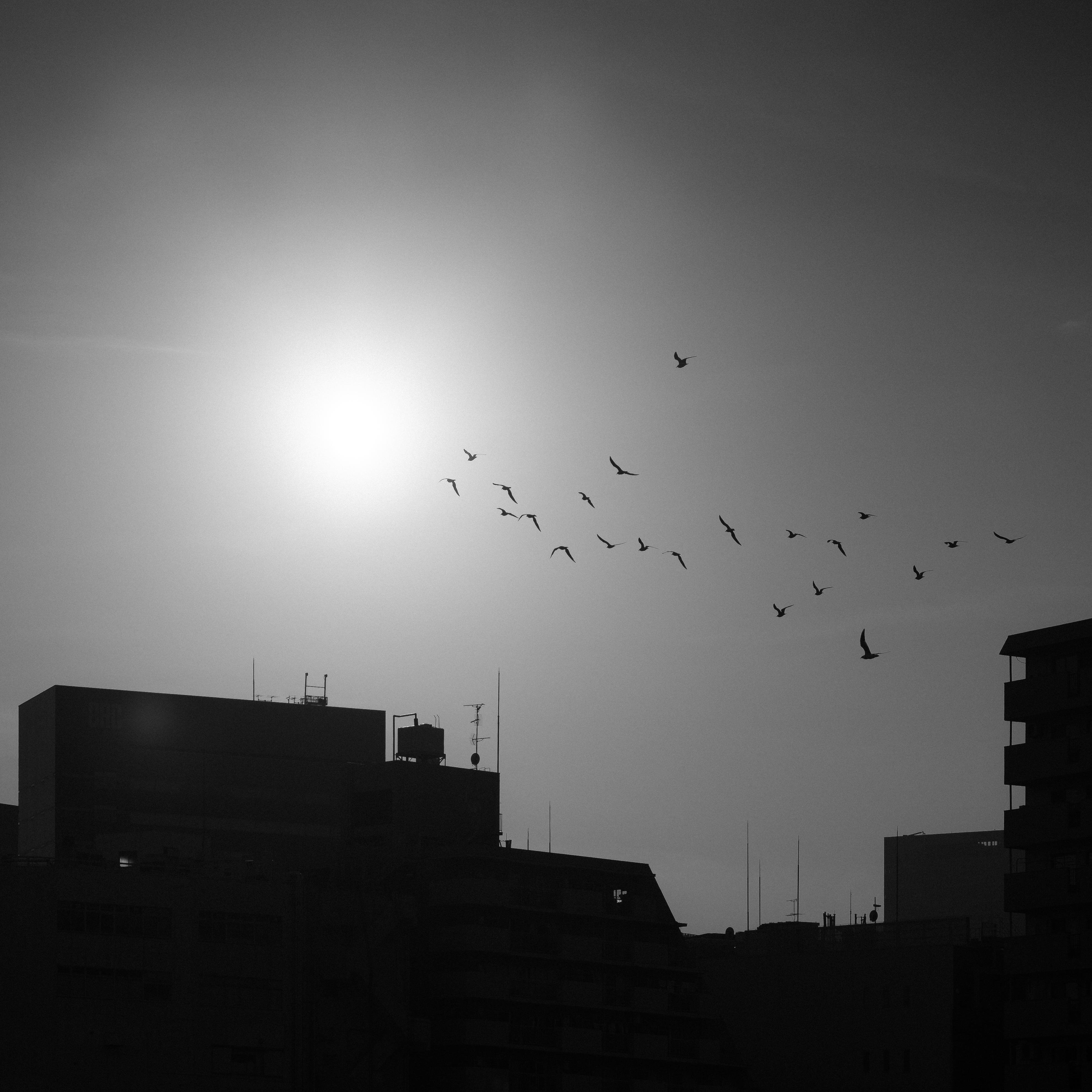 The image is a black and white photo depicting a cityscape silhouette with birds flying in the sky. The sun is low on the horizon, creating a contrast with the dark shapes of the buildings and the birds in flight.