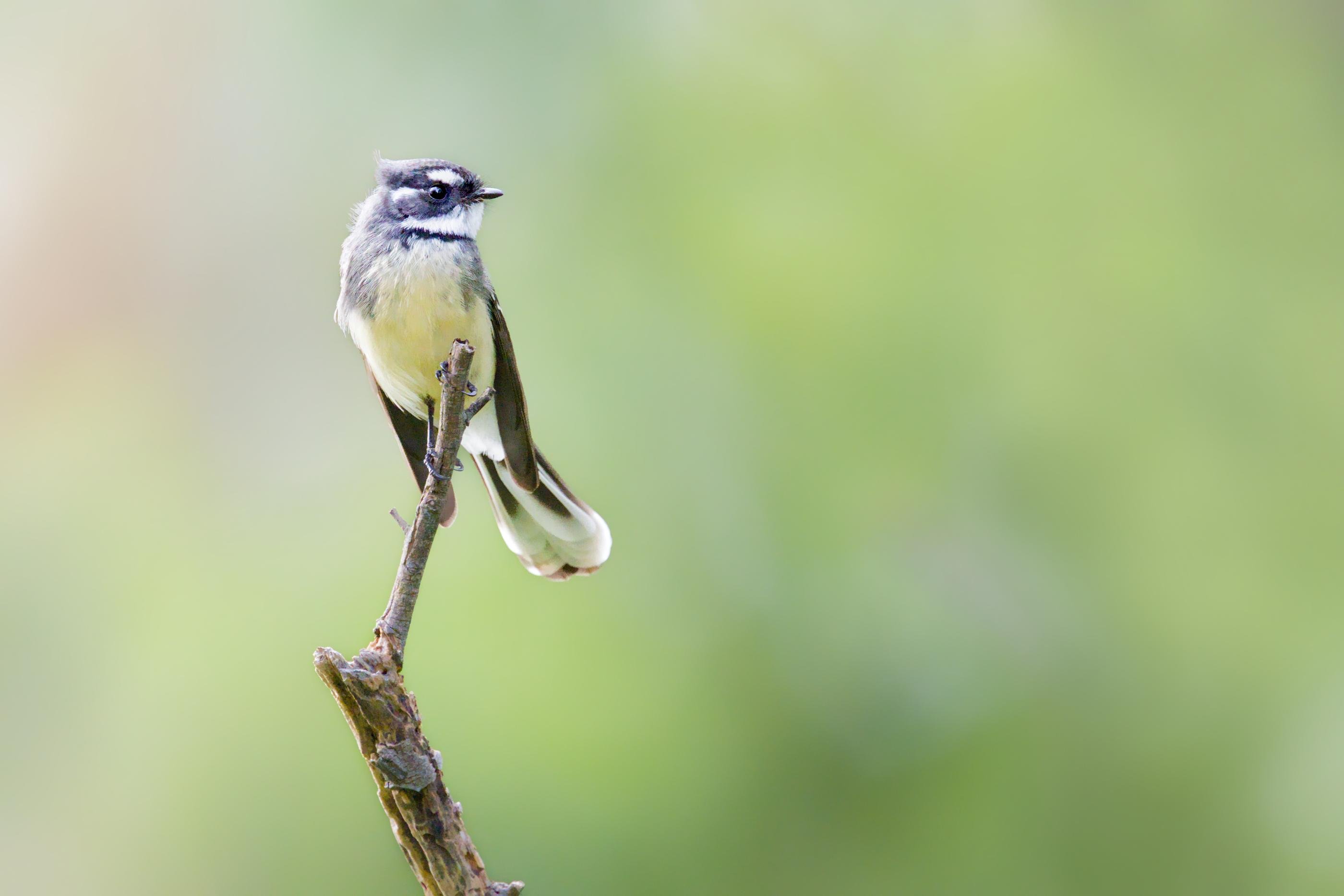 A Grey Fantail perched on the tip of a bare branch, facing left, against a soft green blurred background with ample empty space.