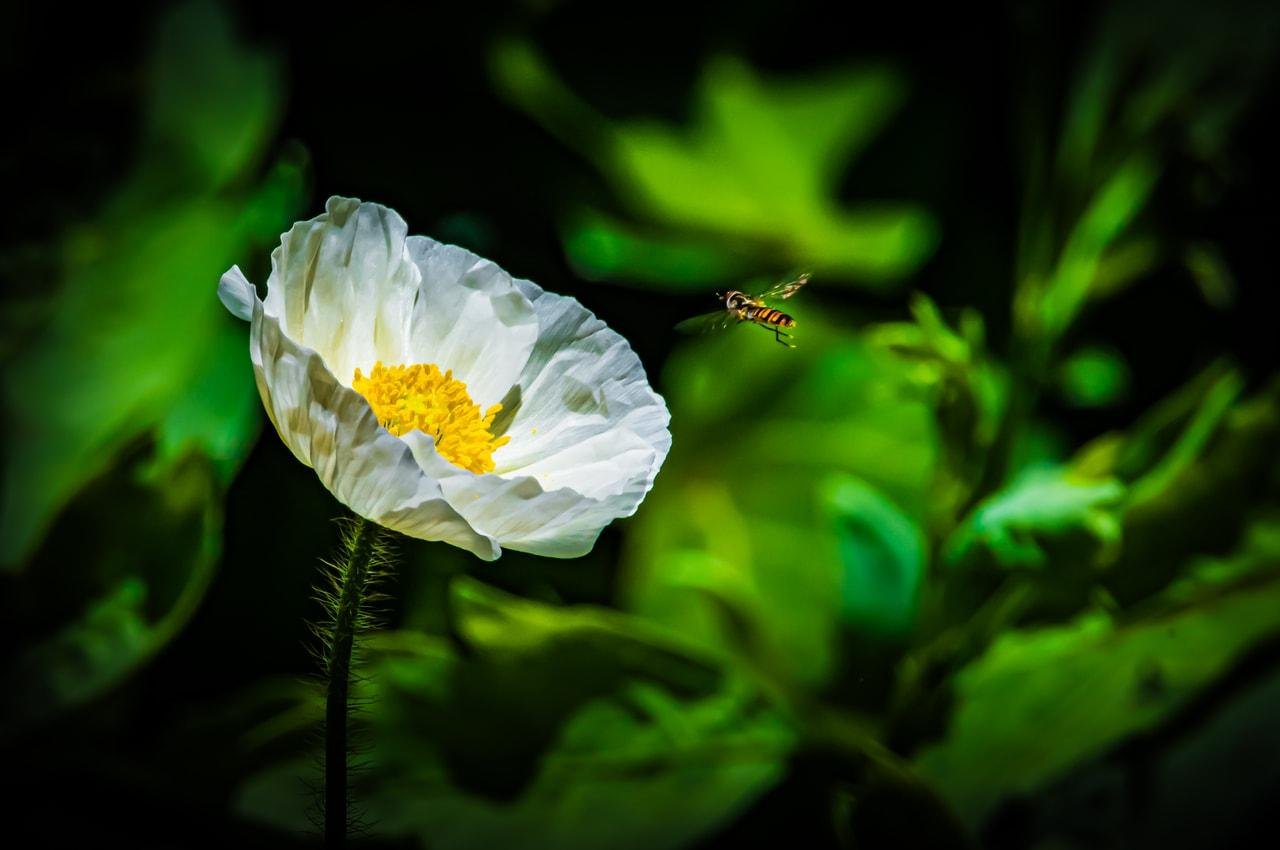 The image shows a white poppy flower with a yellow center. Nearby, there is a small insect, likely a bee or a hoverfly, hovering next to the flower. The background is a rich green, with blurred foliage, giving the scene a natural, lush look.