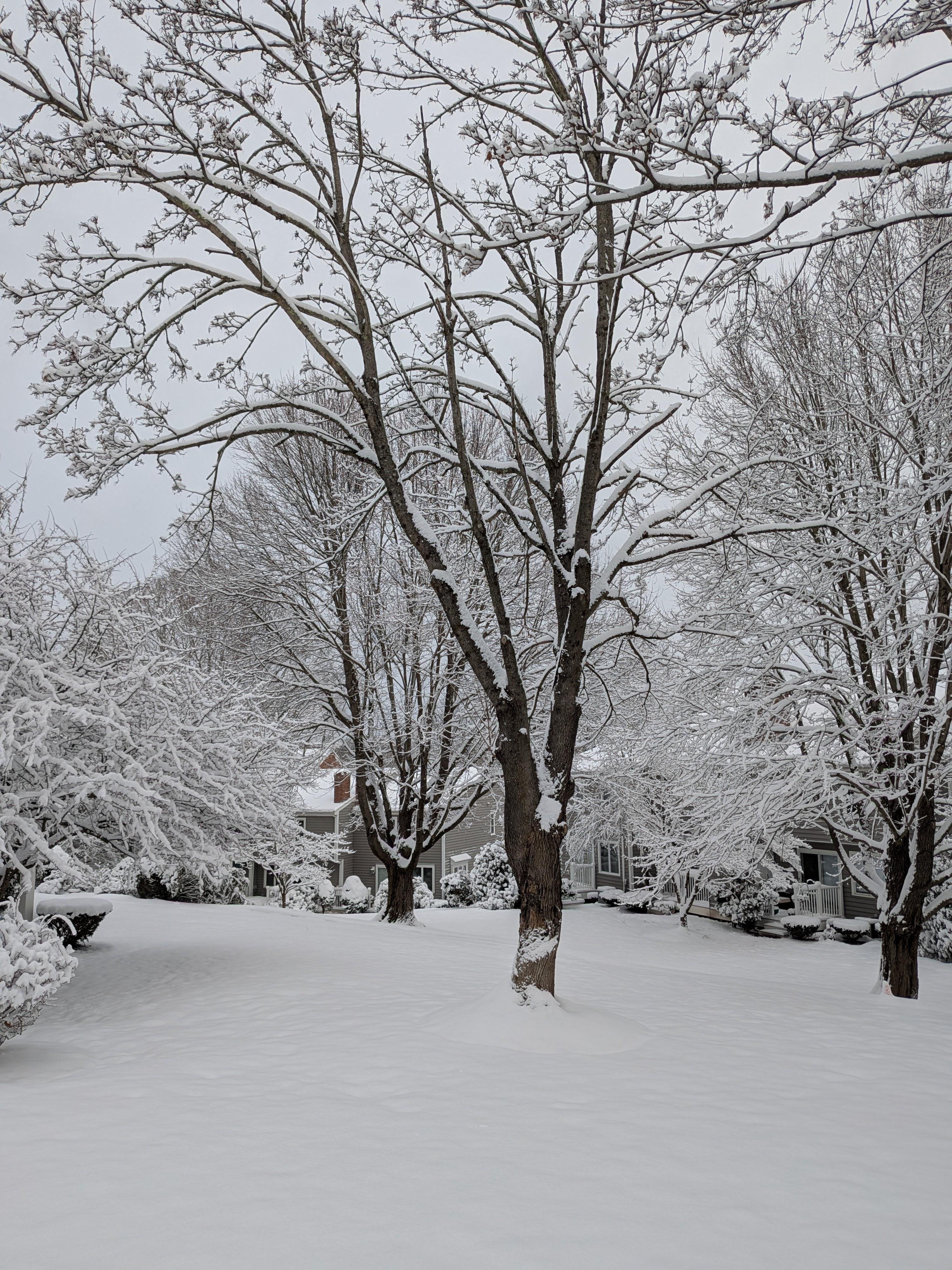 Winter scenery 