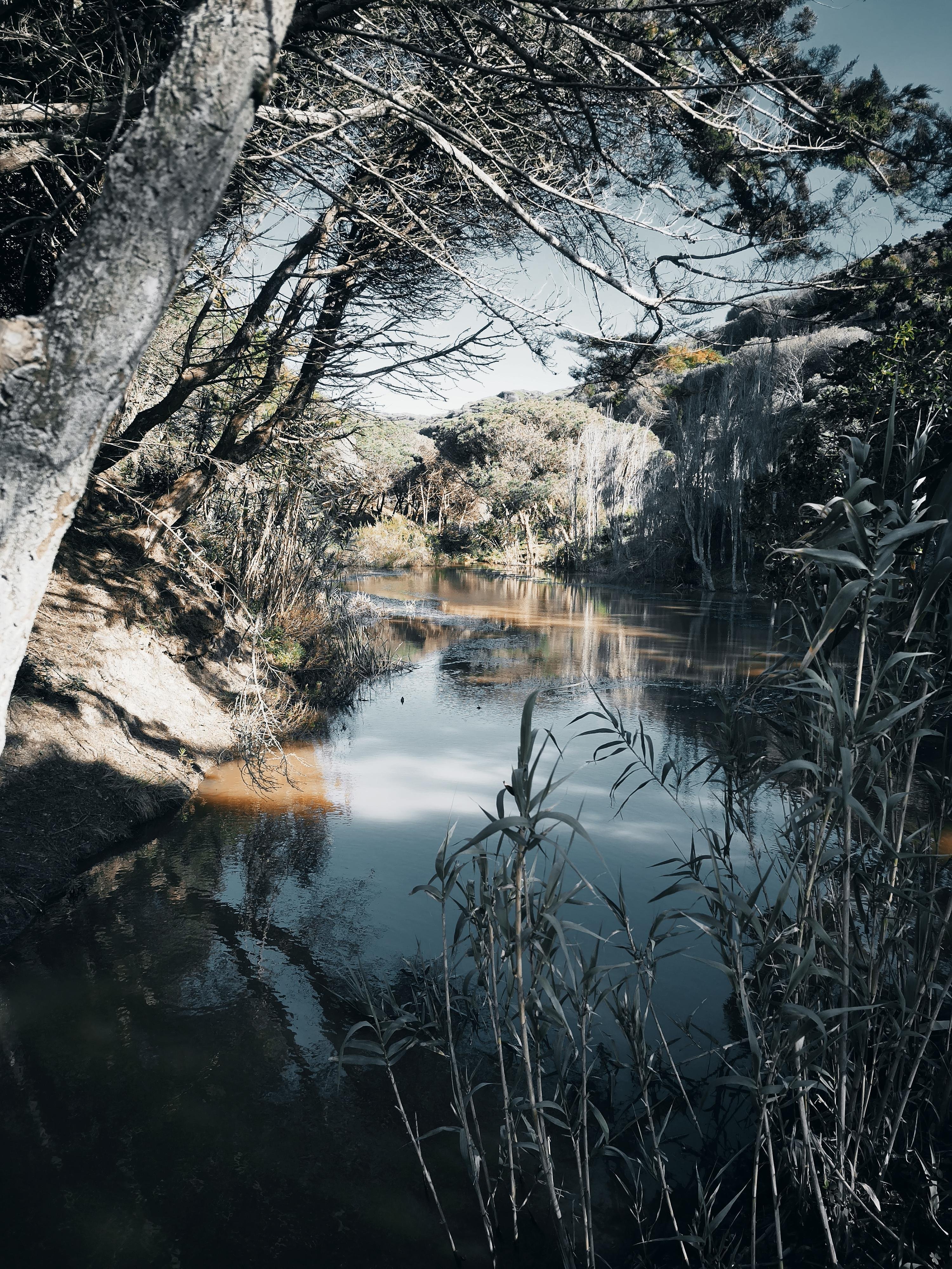 The image shows a tranquil natural scene with a river or stream surrounded by trees and vegetation. The water reflects the sky and trees, creating a peaceful and serene atmosphere. The foliage includes tall grasses and branches arching over the water.