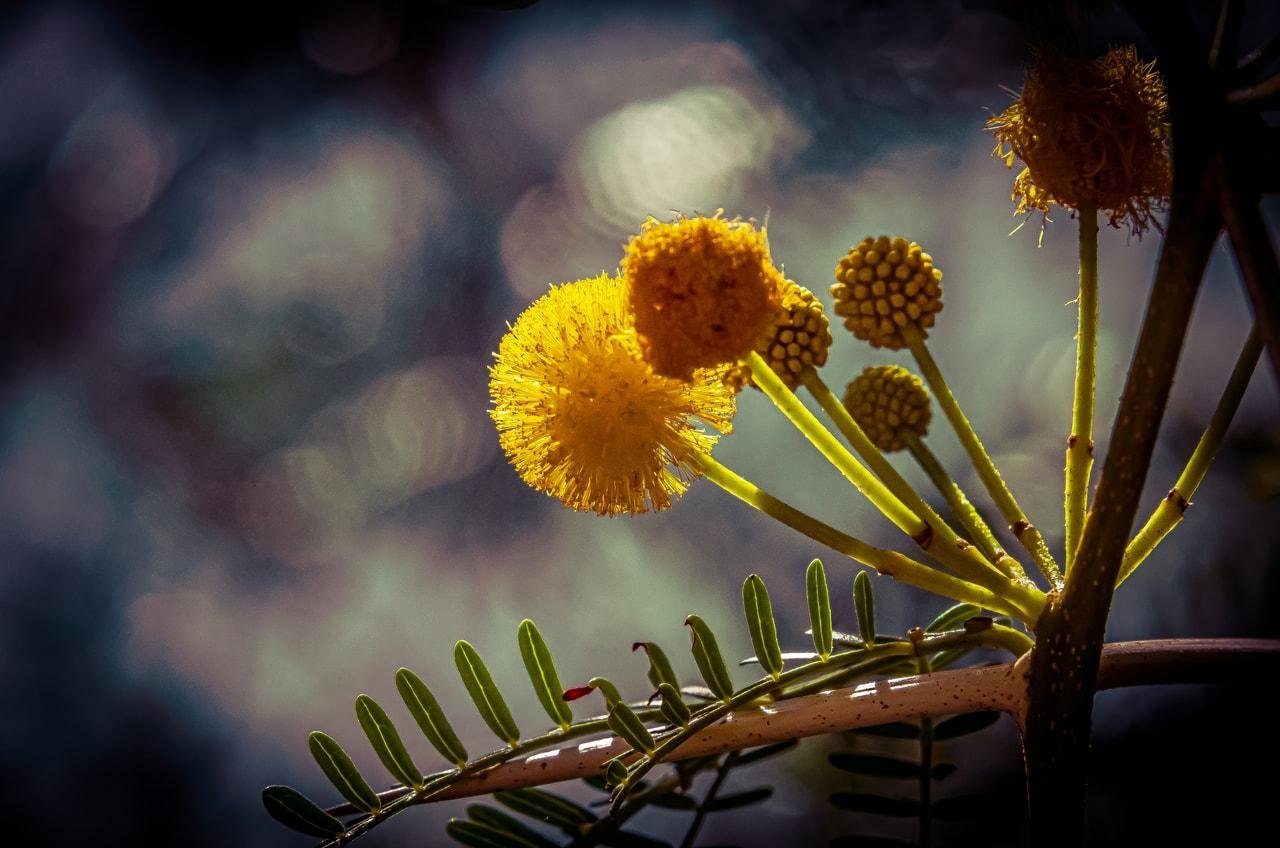 This image shows a close-up of a plant with round, yellow flowers. The flowers are spherical and fuzzy, resembling pom-poms, and are attached to thin stems. The background is a soft-focus with a bokeh effect, highlighting the texture and color of the flowers. The leaves are also visible and appear to be long and narrow.