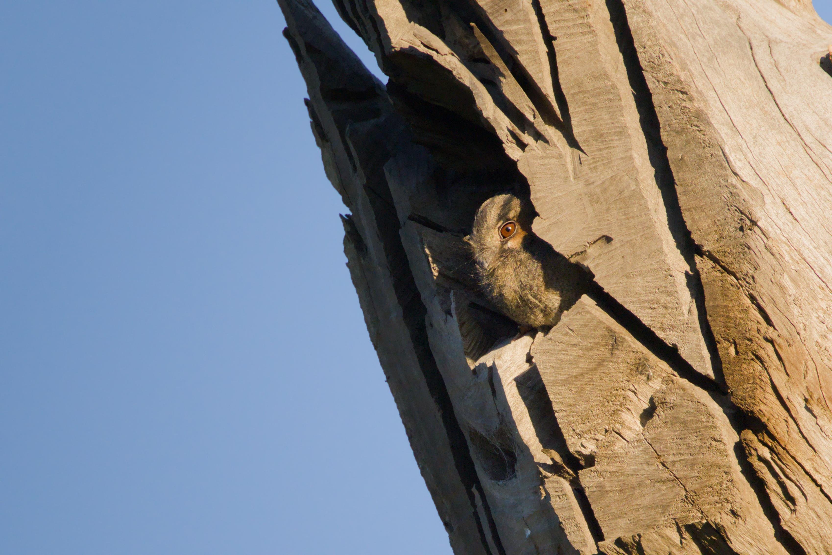 An owlet nightjar rests its head on a treehole. 