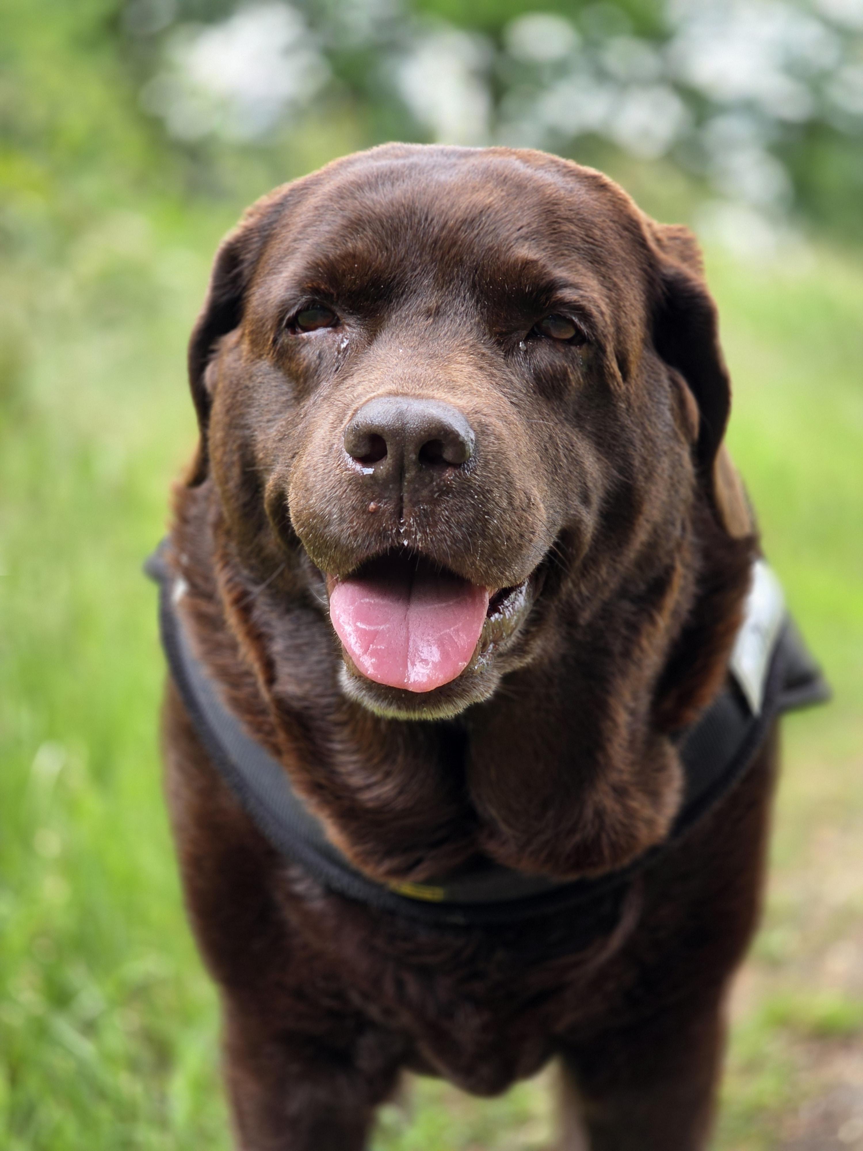 A close-up photo of Arwen, Cynni’s beloved chocolate-brown Labrador, taken in early June 2025, about a month before her passing. She stands on a grassy path bathed in soft natural light, surrounded by blurred greenery and hints of white blossoms in the background. Arwen looks straight into the camera with her warm, soulful eyes—eyes that always carried endless love and quiet wisdom. Her mouth is slightly open in a tender, happy pant, her pink tongue peeking out in a way that gives her a gentle, almost smiling expression. A few tiny specks of moisture cling to her nose, adding to her lifelike, endearing presence. She wears her harness comfortably, the dark straps contrasting with the deep, rich tones of her fur. Everything about the image radiates calm, sweetness, and the loyal, caring nature that made Arwen so special. It is a cherished moment, capturing her beauty, kindness, and loving spirit forever.