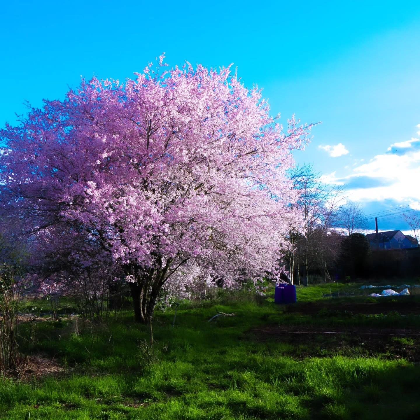 The image shows a blooming cherry blossom tree with pink flowers in a lush, green field. The sky is clear and blue with a few clouds. There are some bare trees and buildings in the background.