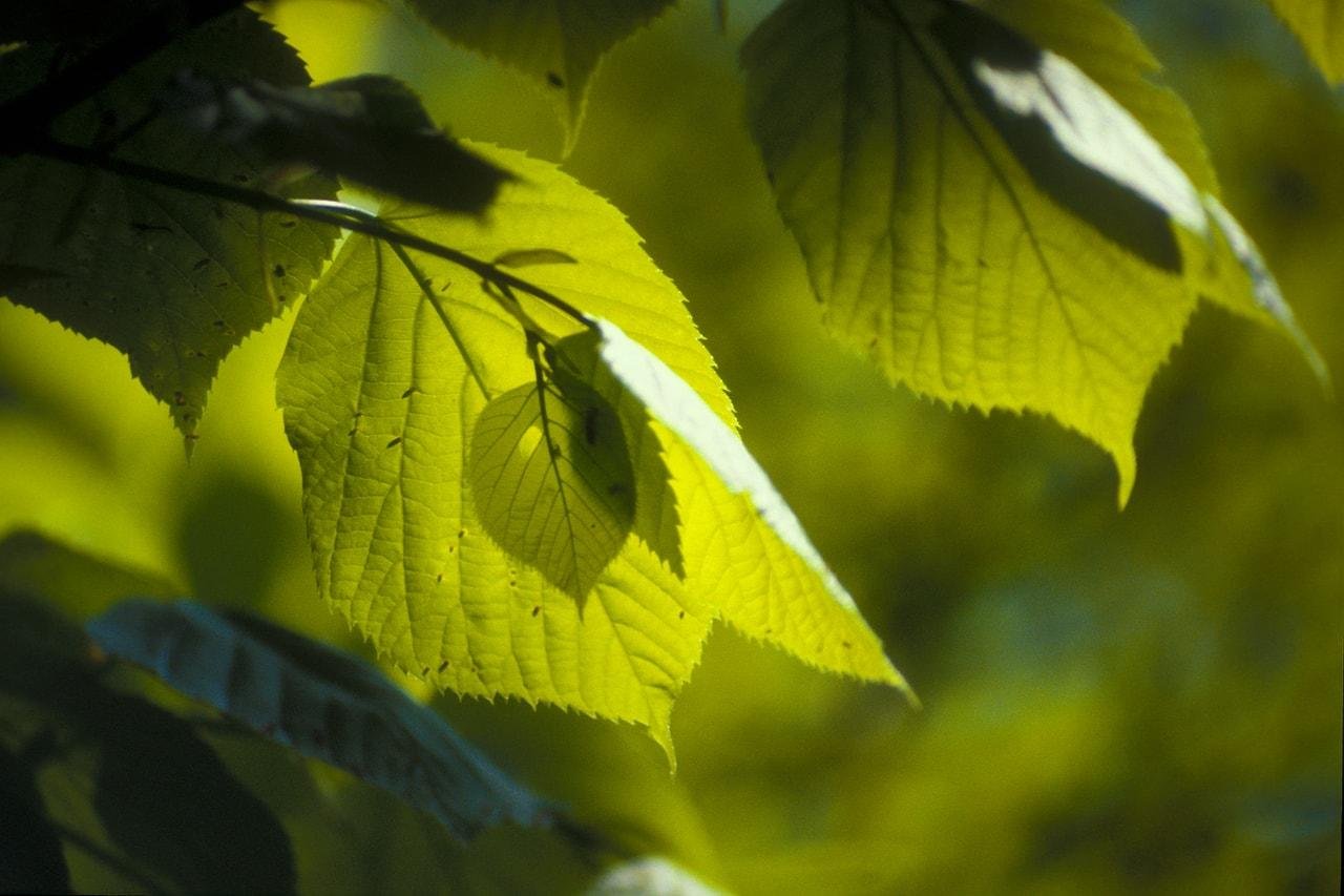 Close-up of tree leaves with a vibrant green color, partially sunlit, showing veins and texture. The background is out of focus, with hints of more foliage, creating a natural and serene atmosphere.
