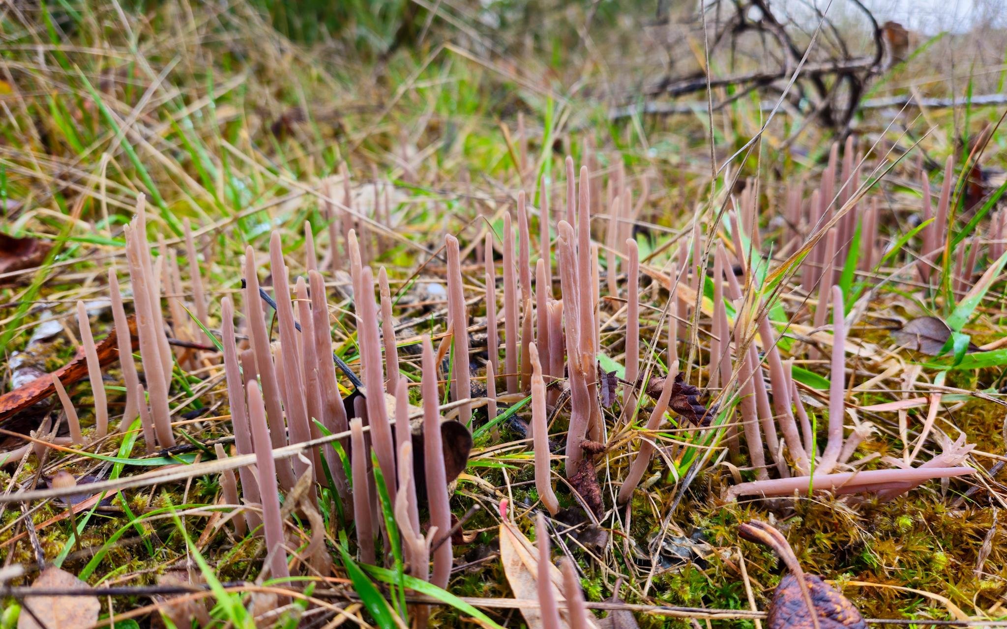Cluster of thin, pinkish-beige club fungi growing upright among moss, grass, and fallen leaves on a forest floor, photographed close to the ground.