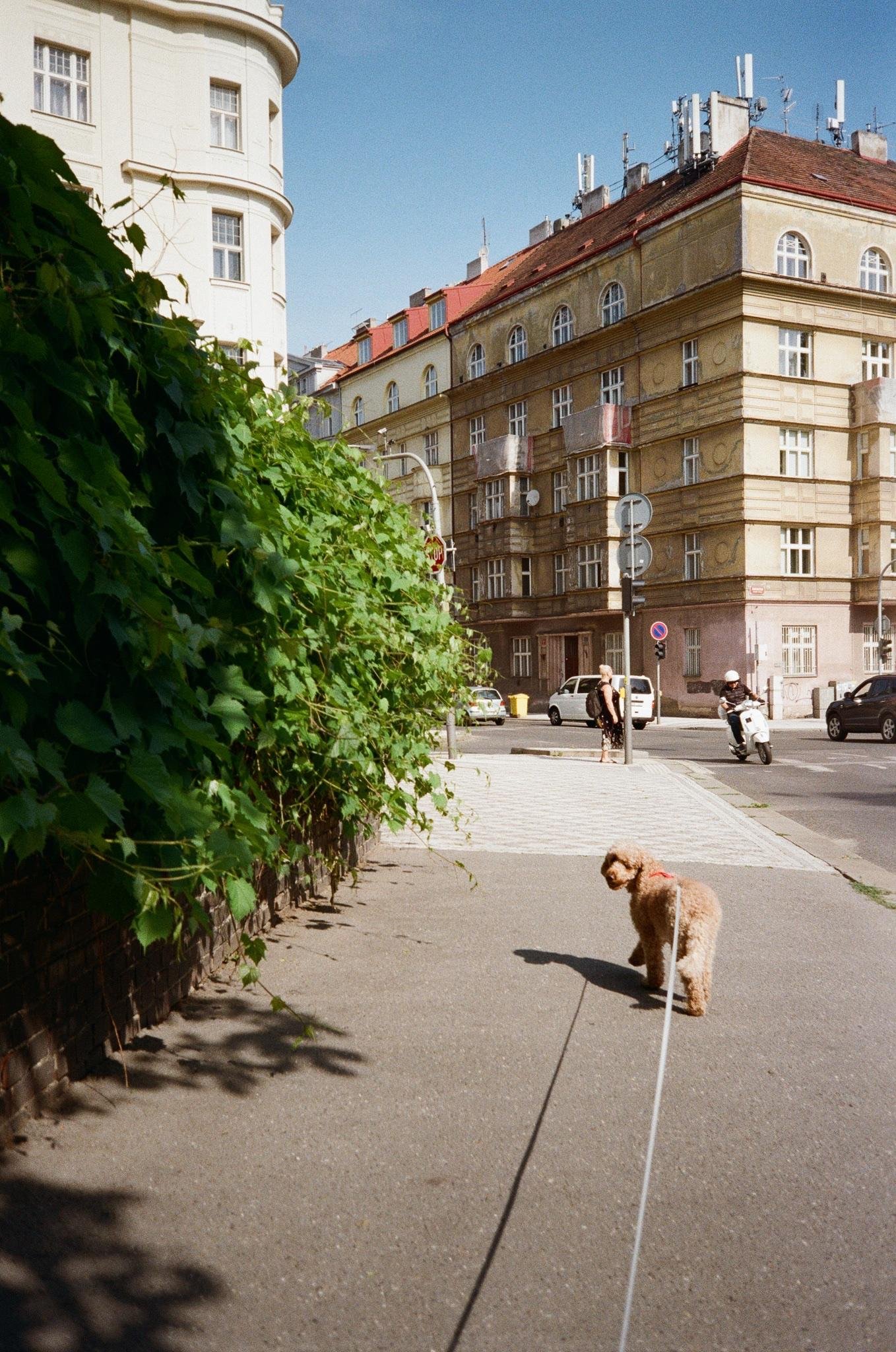 Small curly-haired dog on a leash walking along a city sidewalk, with a wall covered in green ivy on the left and a street intersection ahead with cars, a scooter rider, pedestrians, and multi-story apartment buildings under a clear blue sky.