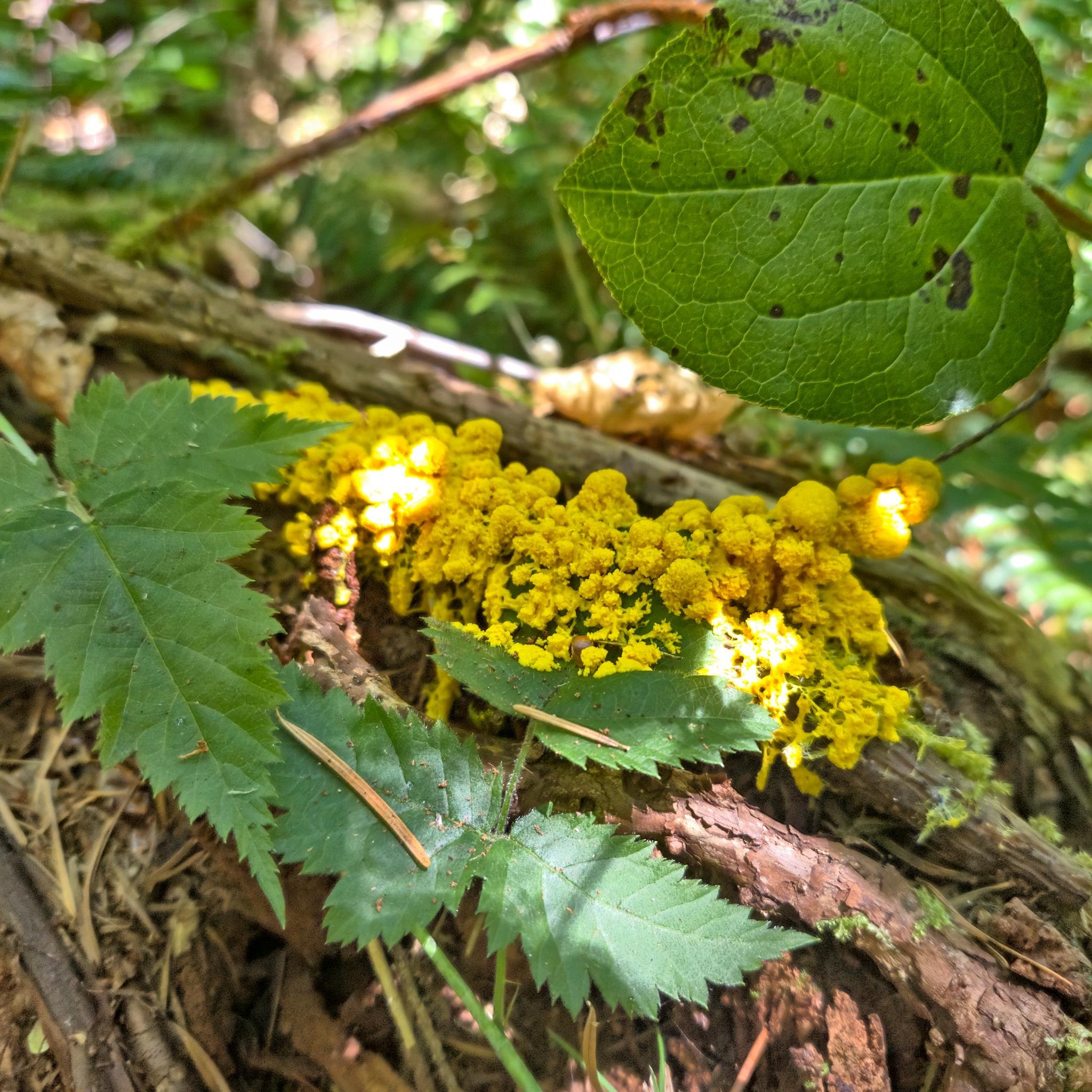 Bright yellow slime mold growing on a fallen tree branch on the forest floor, surrounded by green leaves and a large leaf with dark spots in the upper right.