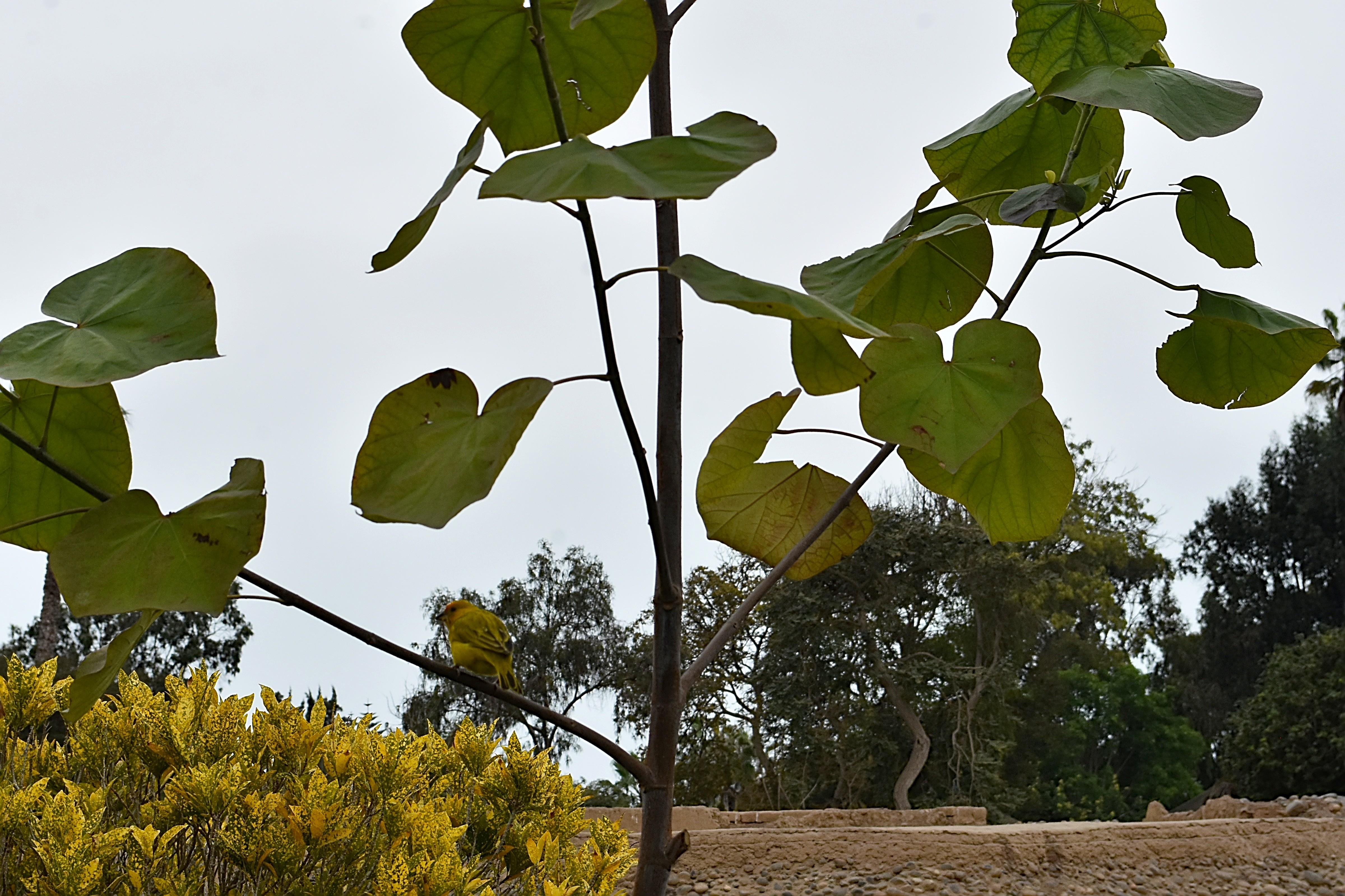 El ave está posada en la rama de un árbol de hojas anchas, hace un día gris, como es normal en Lima, al fondo se ven otras plantas y árboles. El ave es pequeña. está de espaldas y se le ve un dorso con colores verdosos, el vientre algo más claro y la cabeza con ciertos tonos azafrán que le dan su nombre.

Si estás leyendo este texto es porque tienes dificultades de visión y espero que te haya ayudado a ver la imagen. Si no ha sido así, te agradecería los comentarios.
Si lo has leído aunque ves la imagen sin problemas recuerda que debes poner un texto alternativo en tus archivos multimedia para que todo el mundo pueda disfrutarlos.
