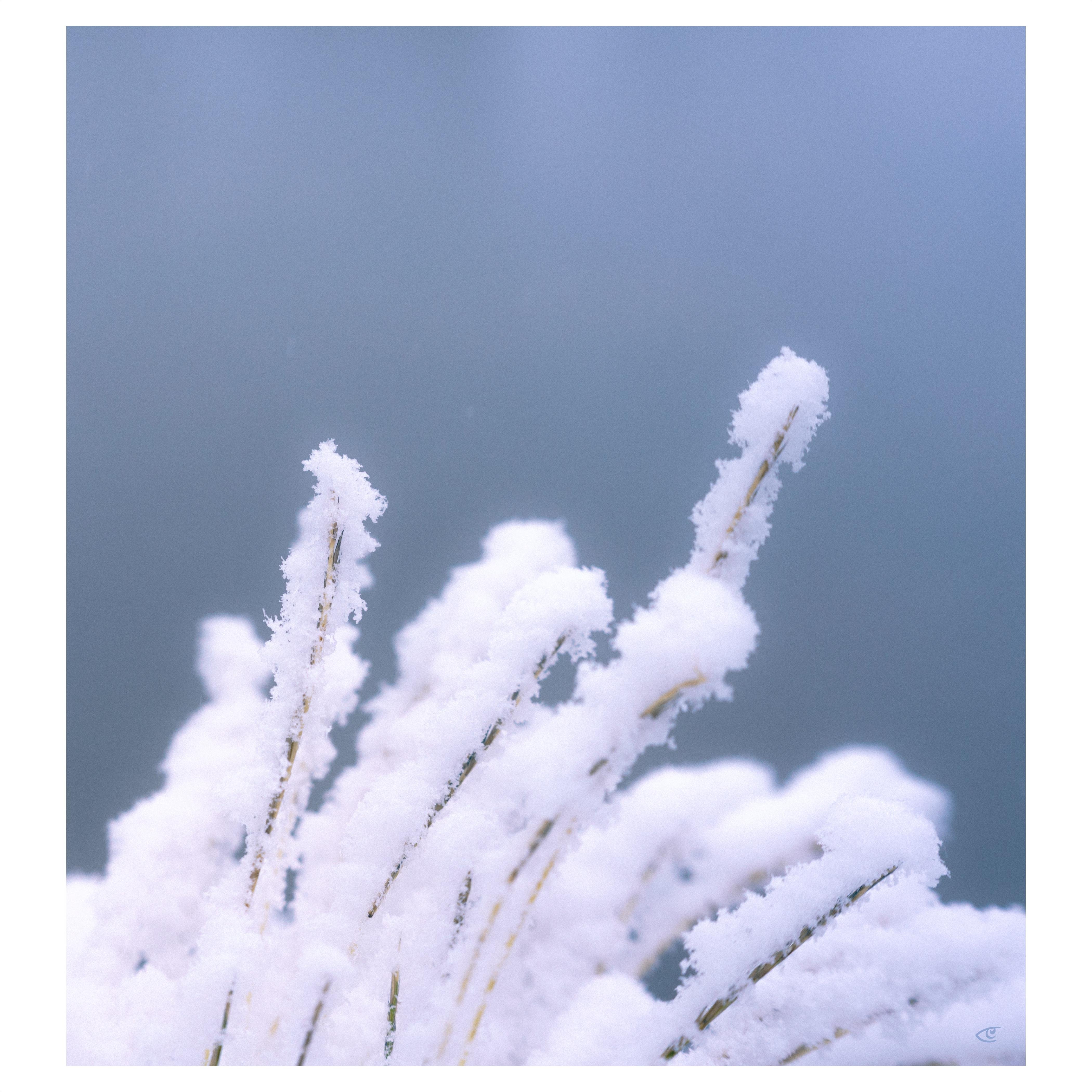 Close-up of grass stems coated in thick white snow or frost, clustered in the lower portion of the frame against a smooth blue-gray blurred background.